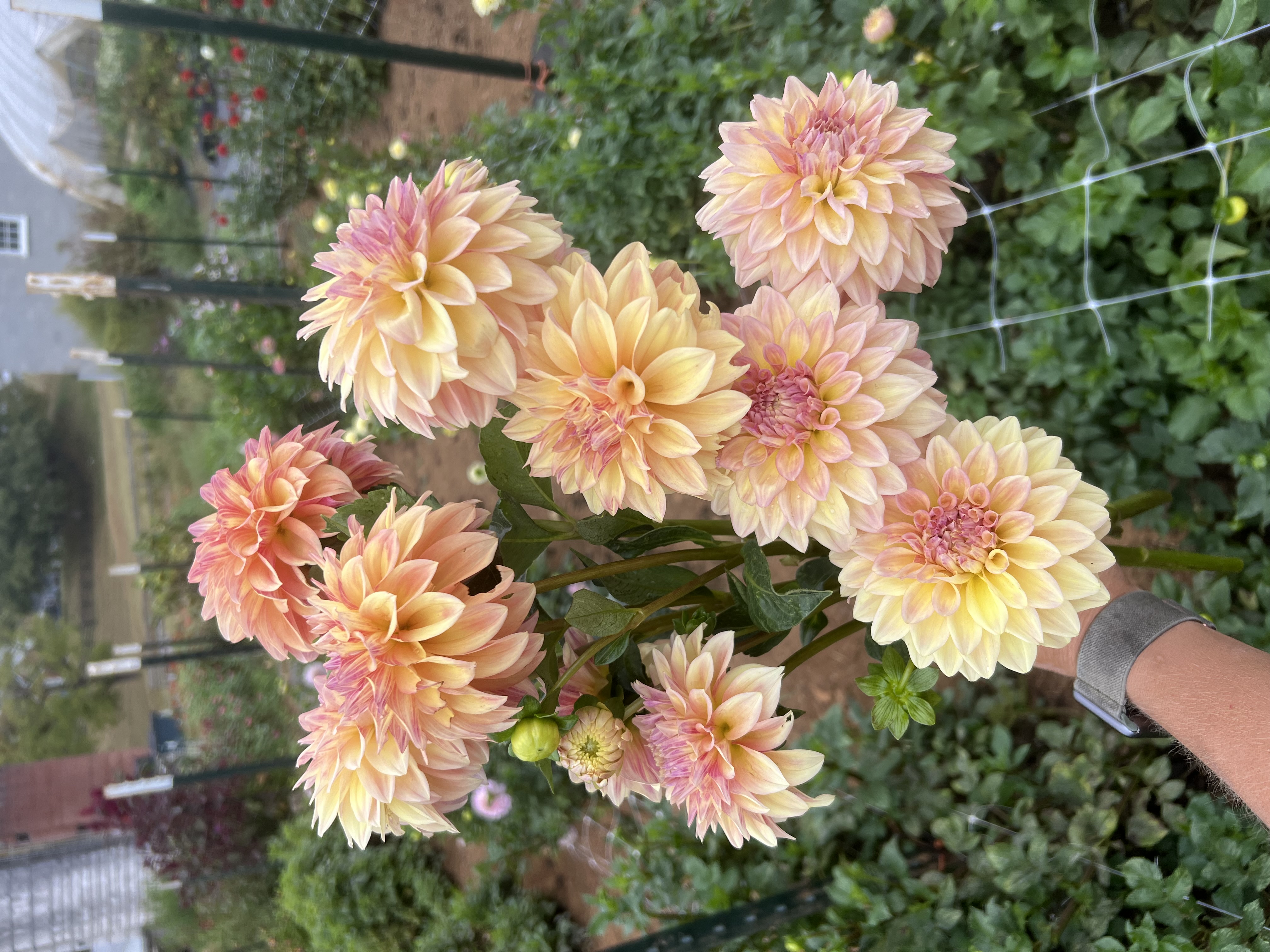 DAHLIA Miss Amara