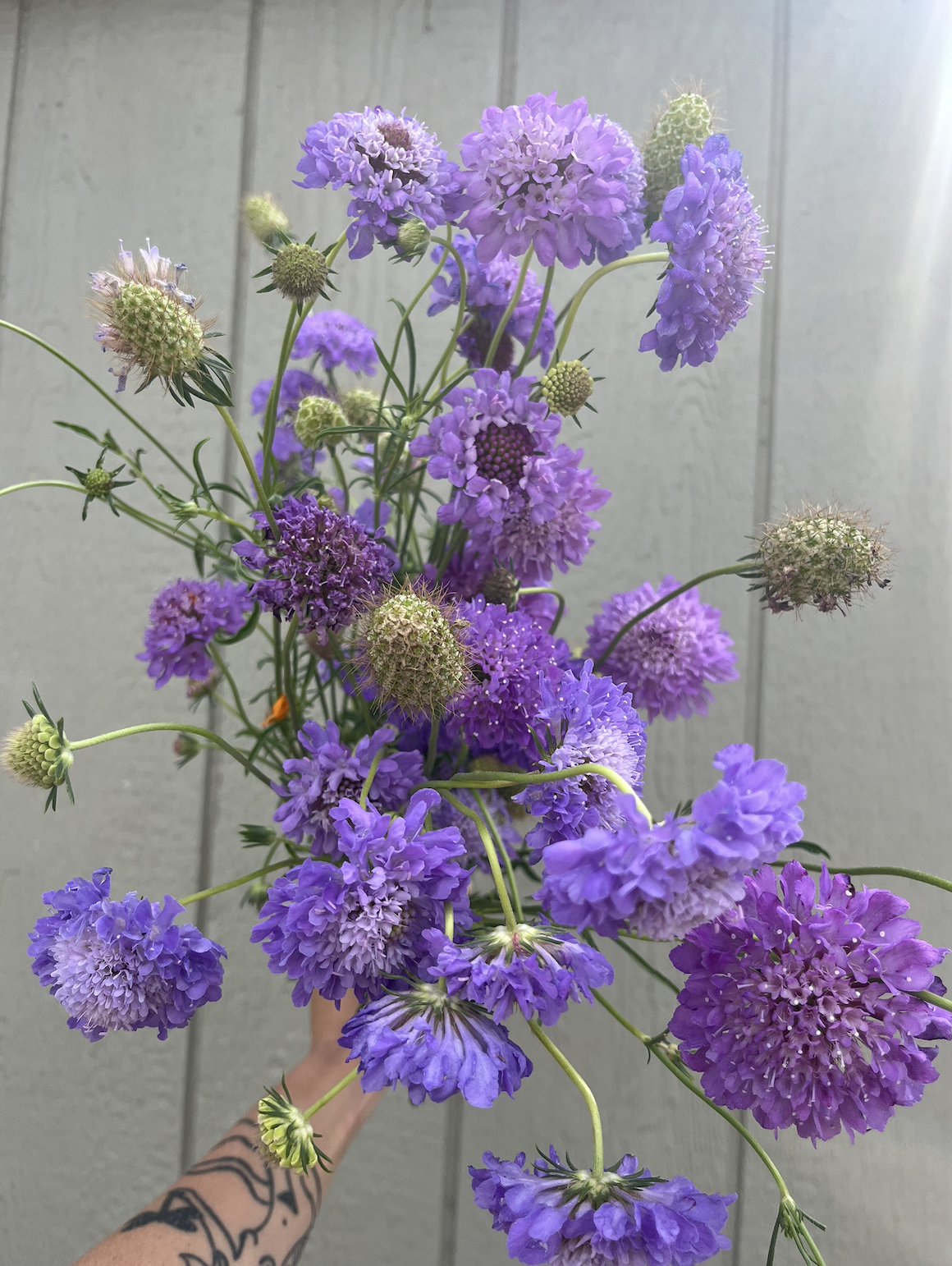 SCABIOSA atropurpurea Oxford Blue