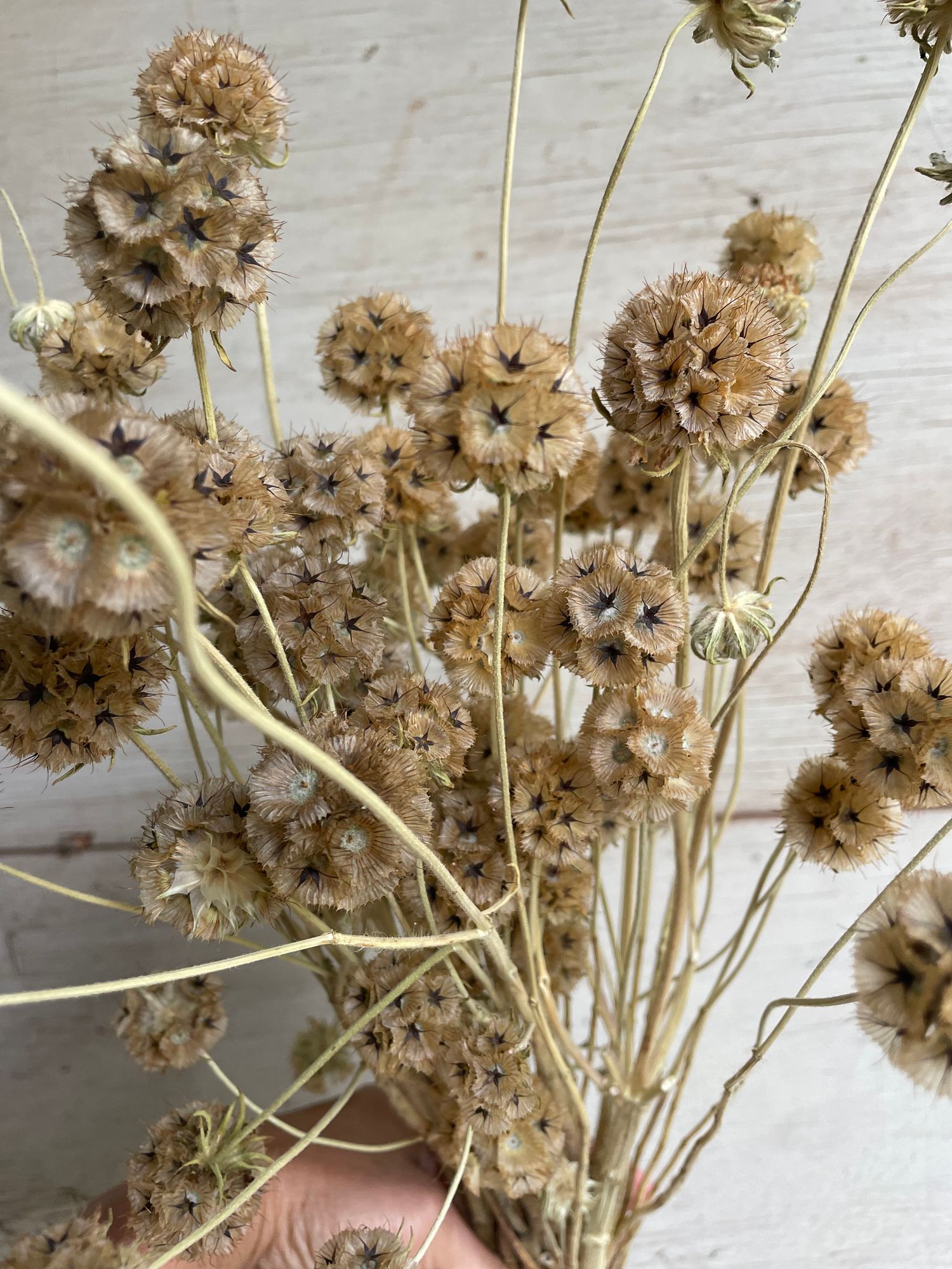 SCABIOSA stellata Ping Pong