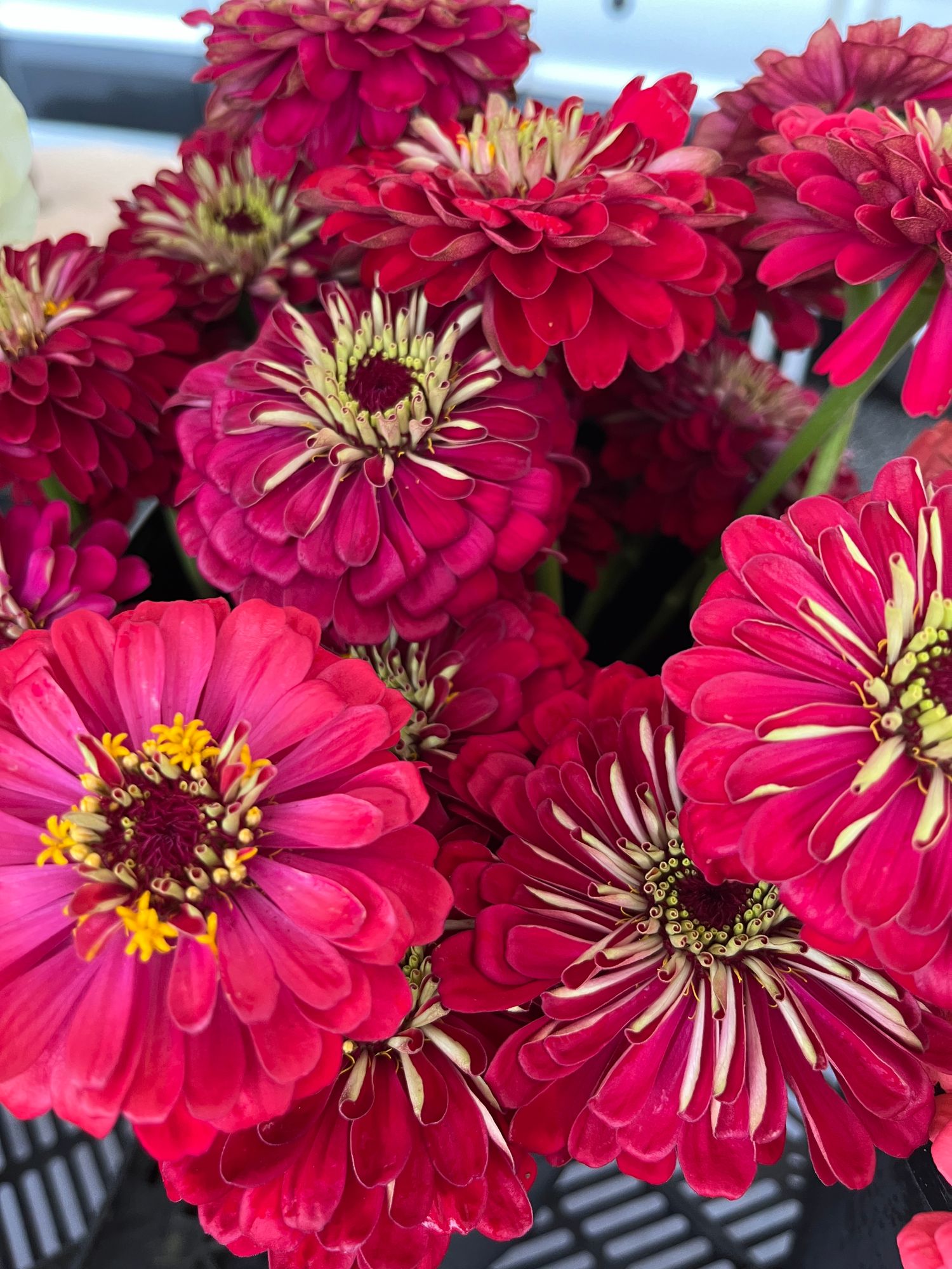 ZINNIA elegans Benarys Giant