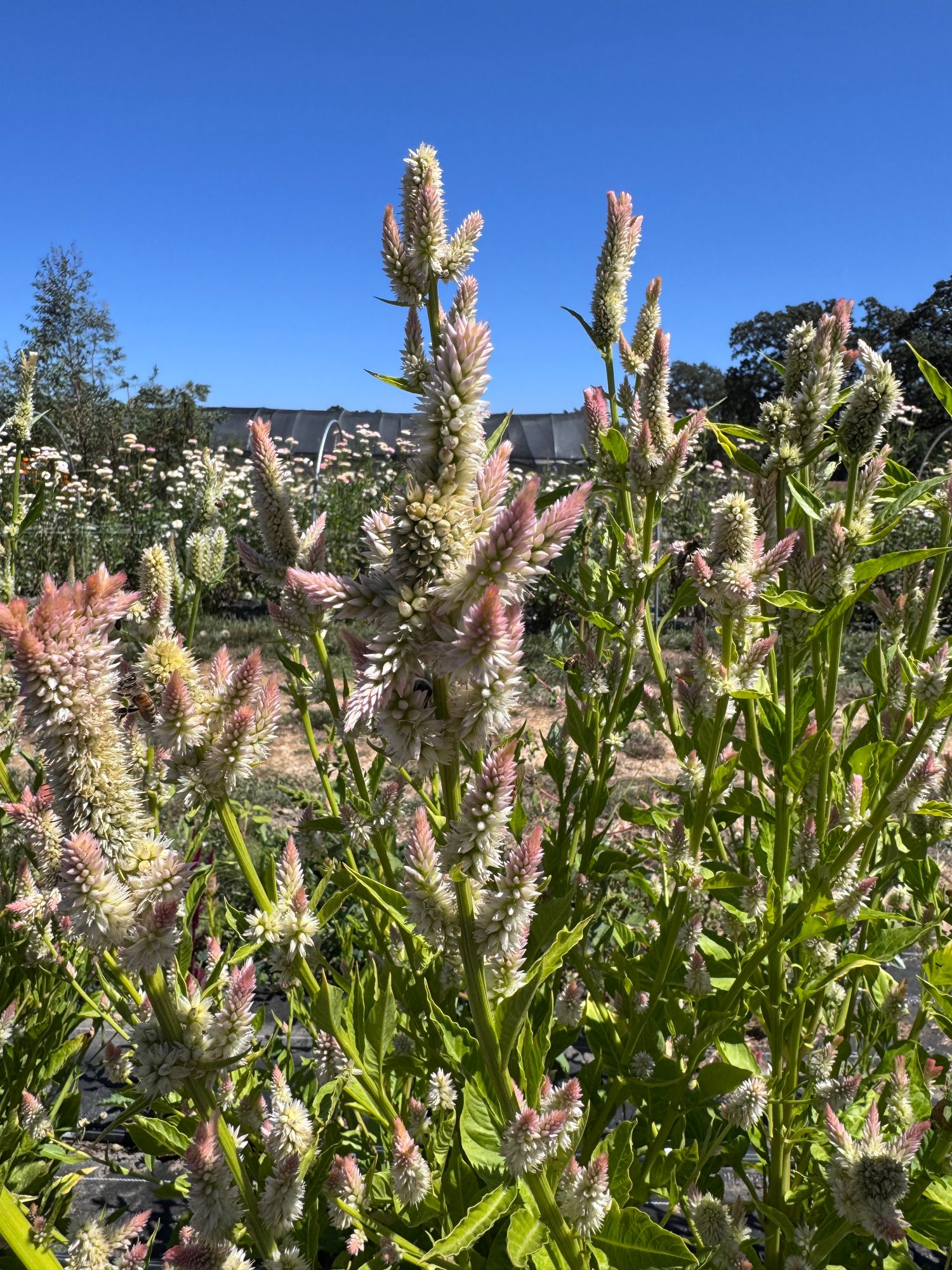 CELOSIA argentea var. cristata