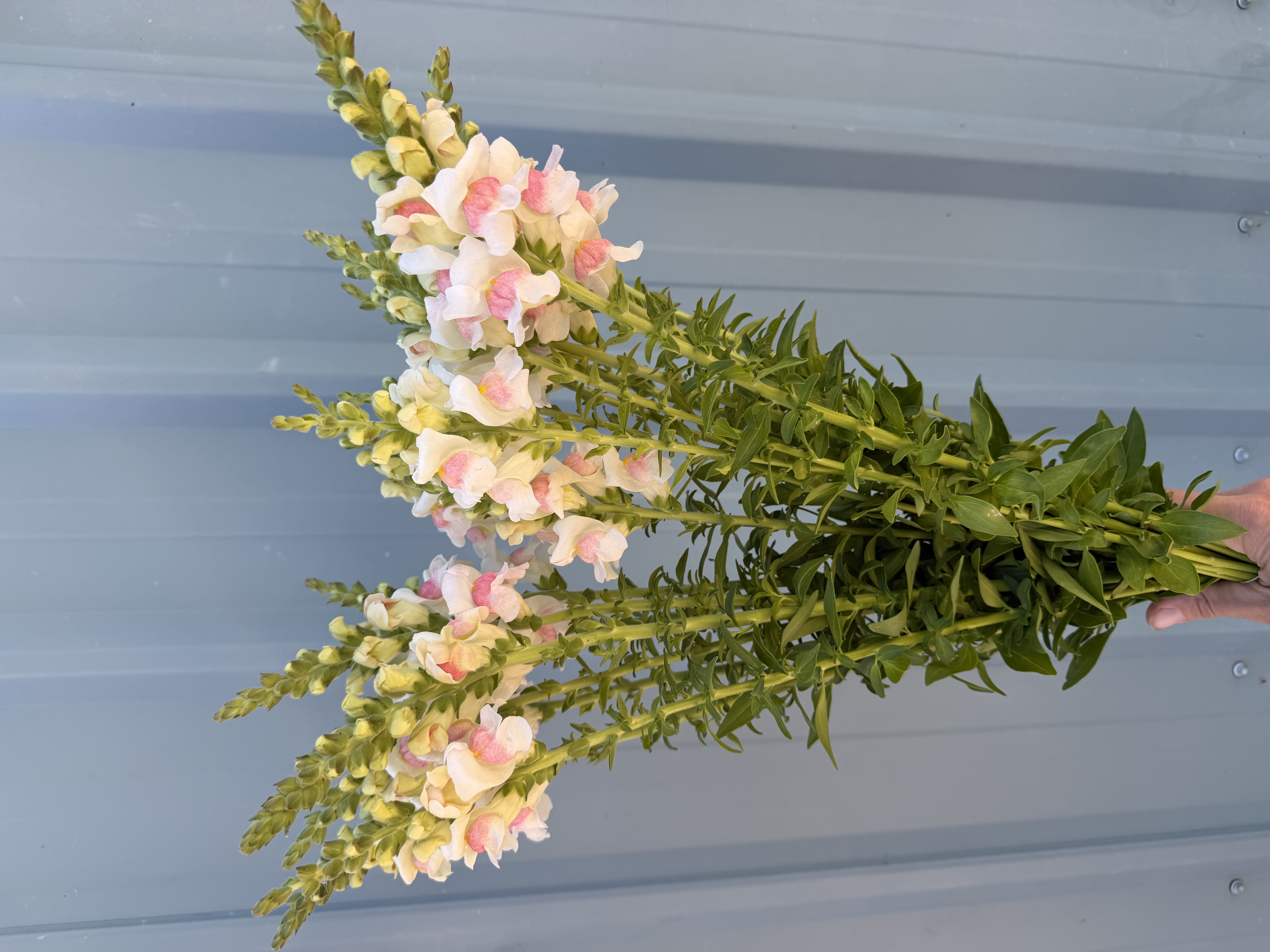 ANTIRRHINUM majus Potomac Appleblossom