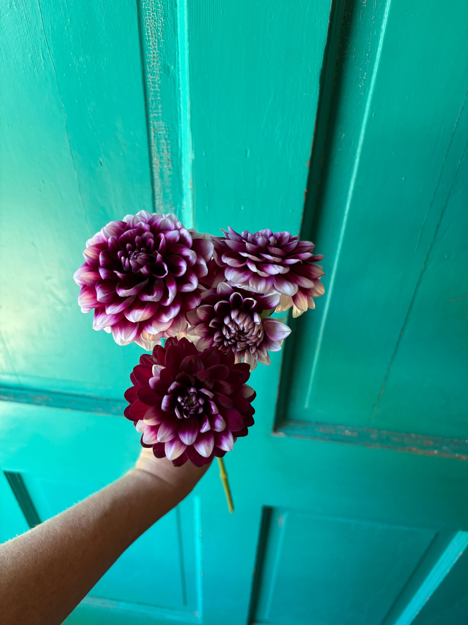 DAHLIA Patches