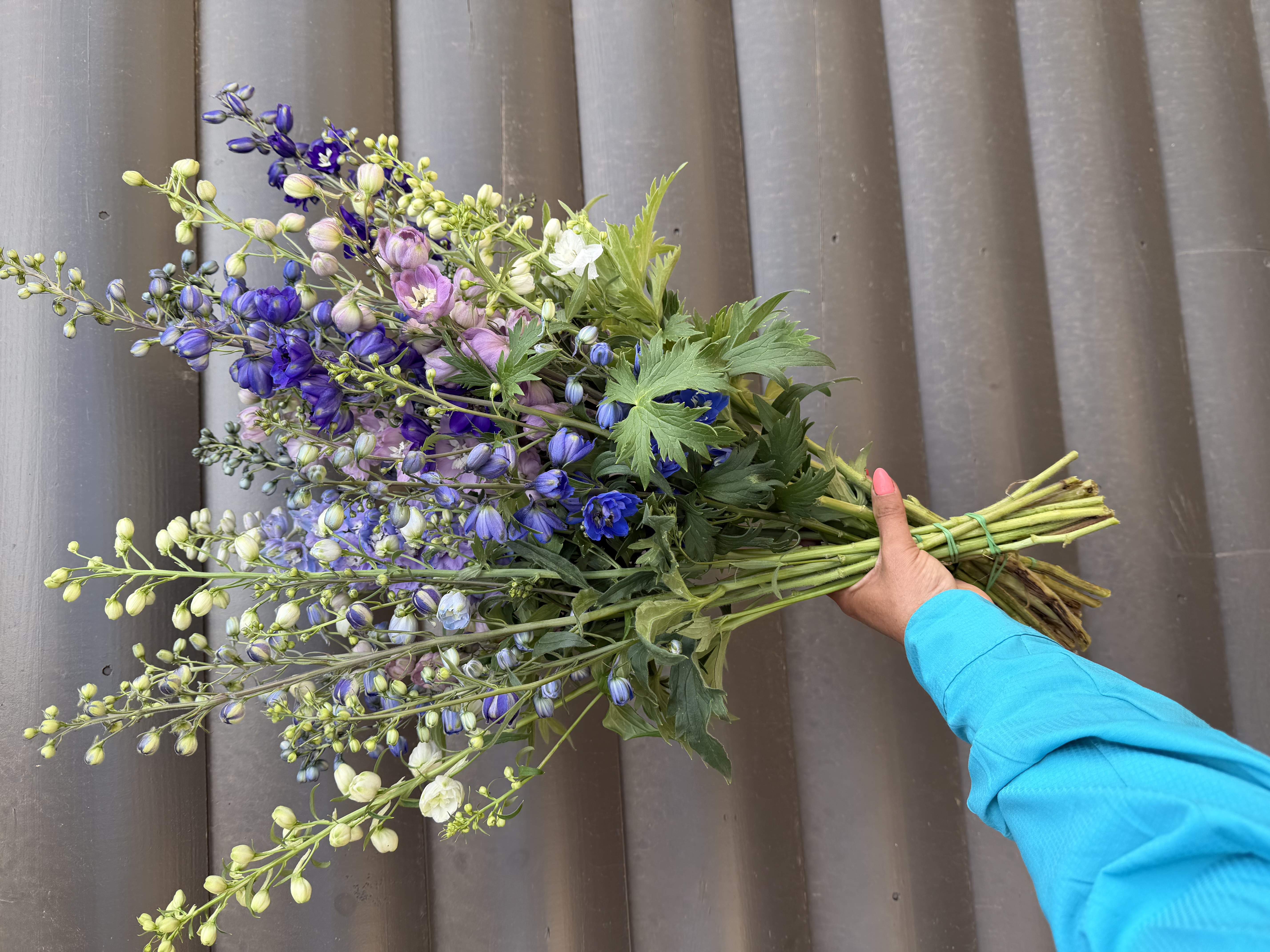 DELPHINIUM elatum Magic Fountains
