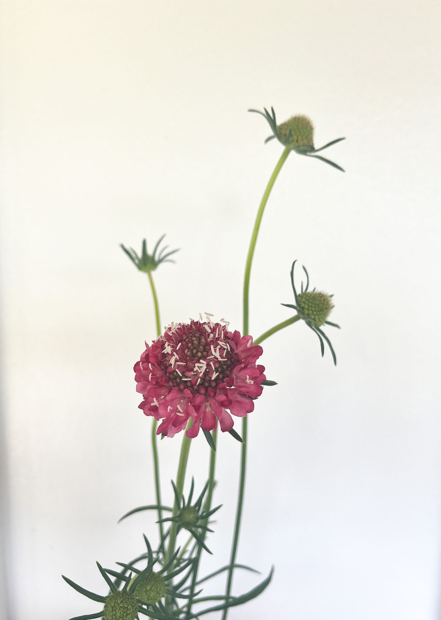 SCABIOSA atropurpurea Salmon Rose