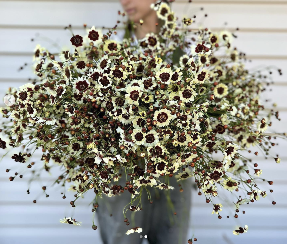 COREOPSIS x Incredible