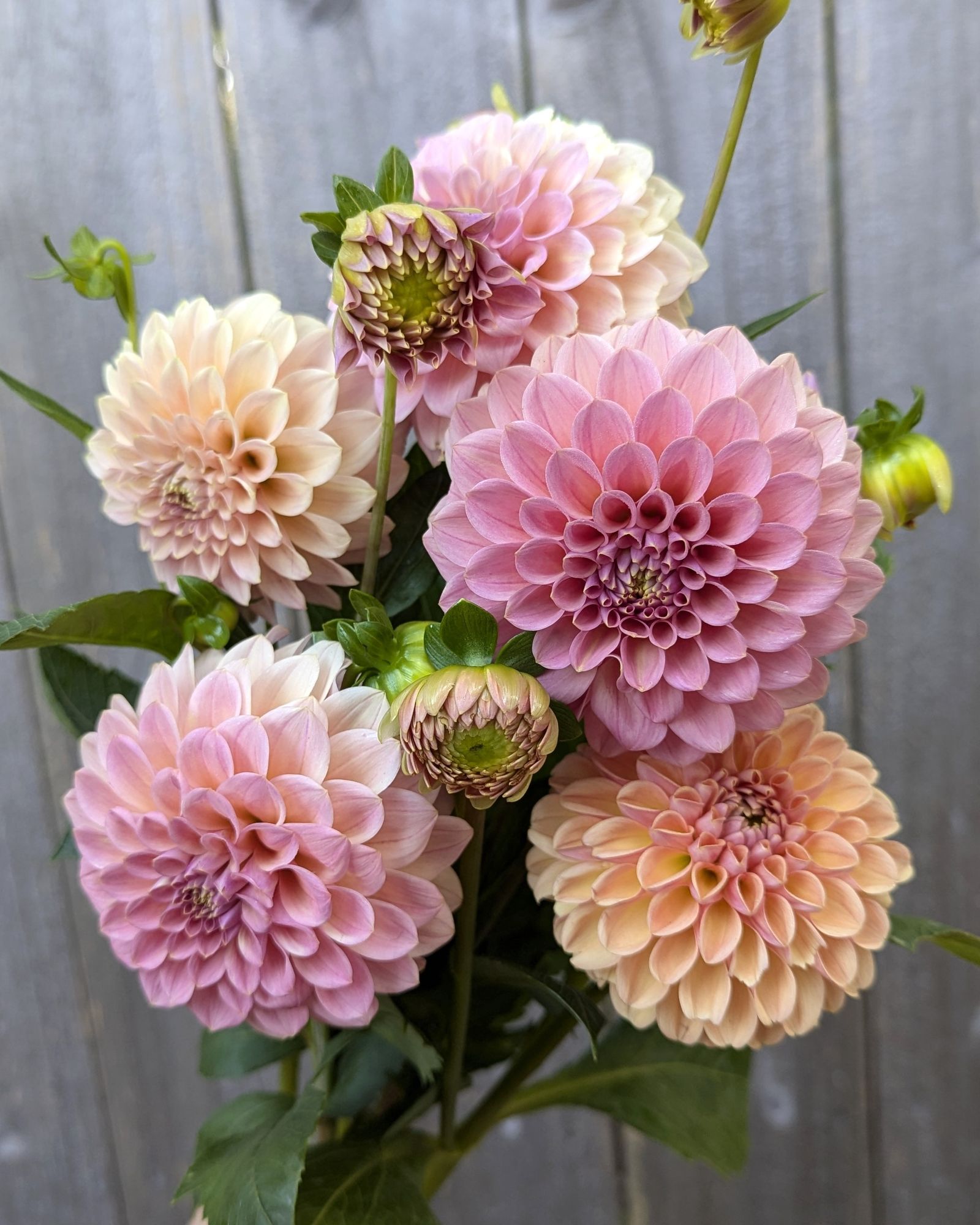 DAHLIA Rock Run Ashley