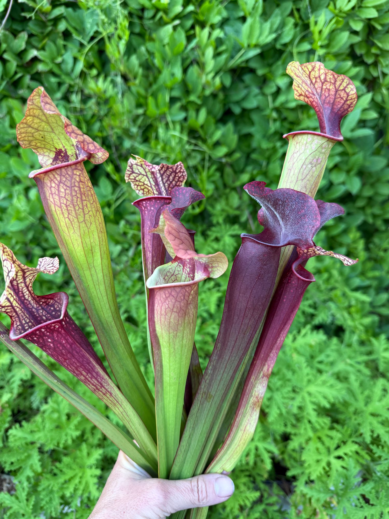 SARRACENIA purpurea
