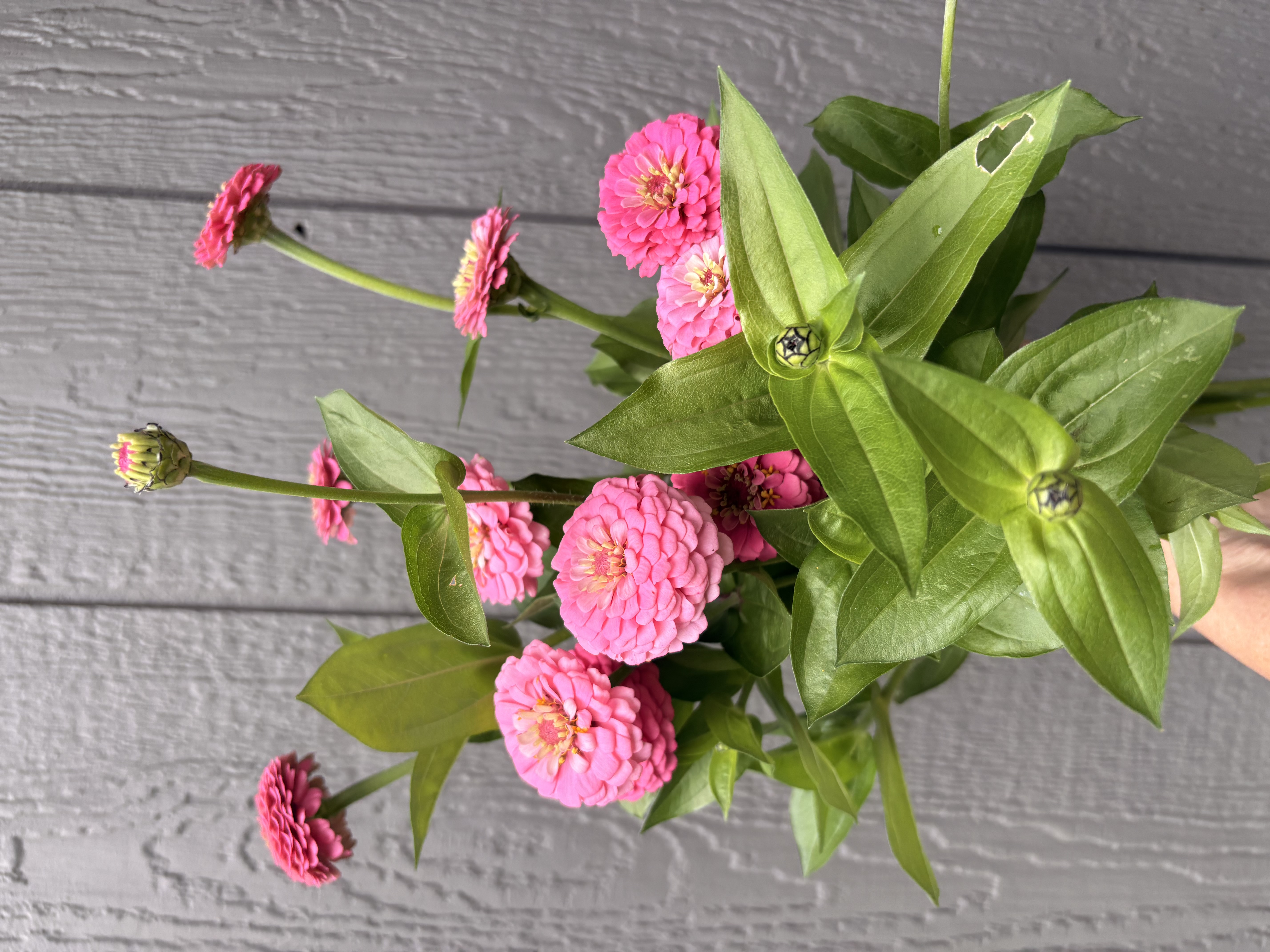 ZINNIA elegans Oklahoma Series