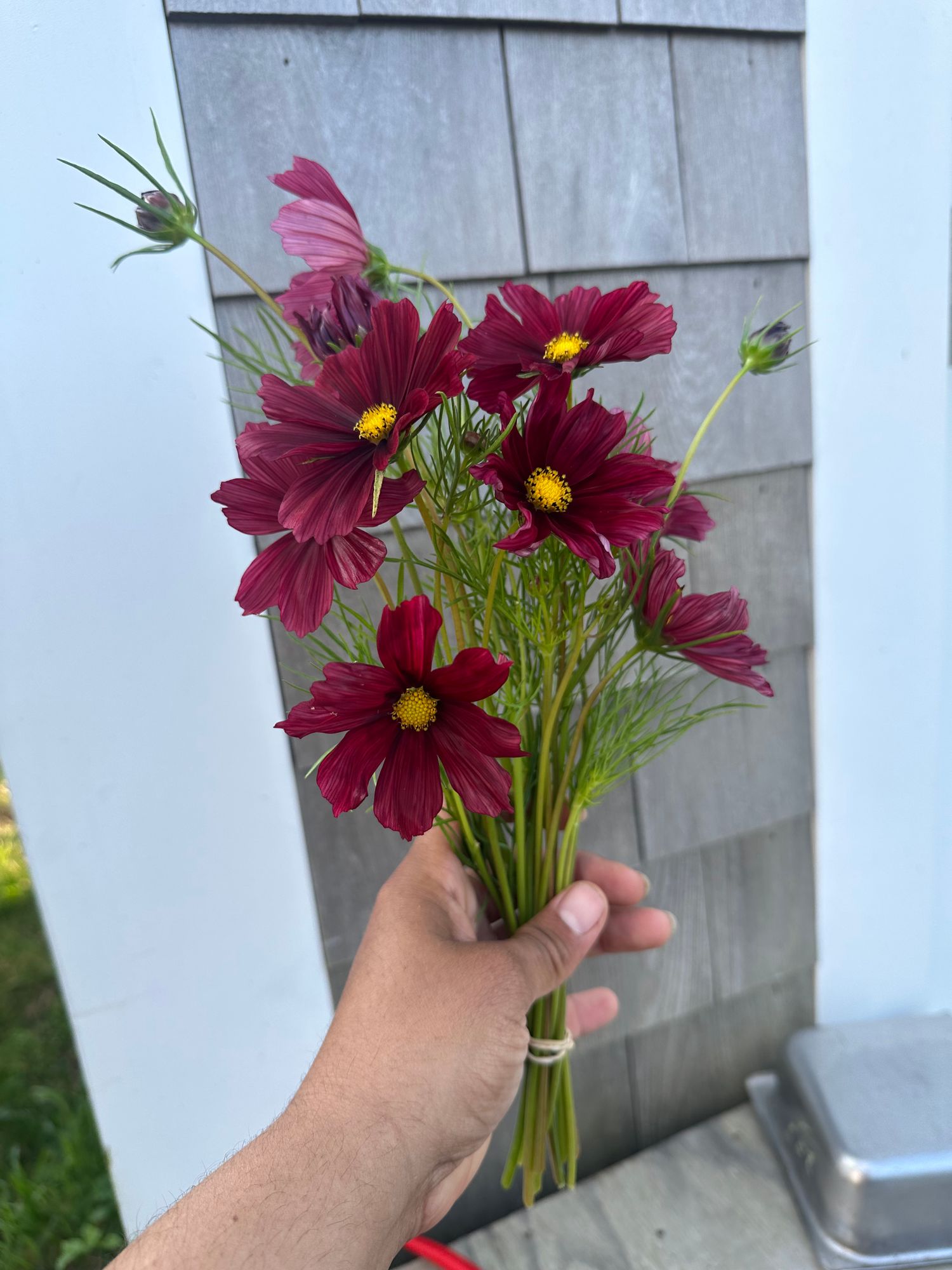 COSMOS bipinnatus Rubenza