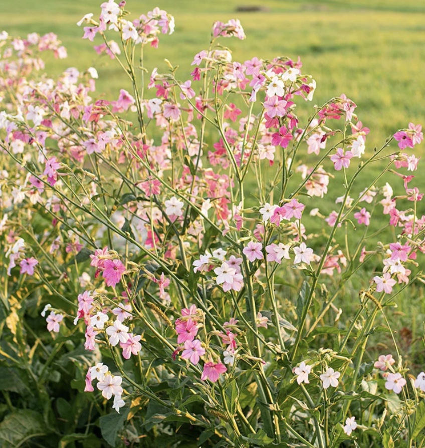 NICOTIANA mutabilis Select Misty Dawn