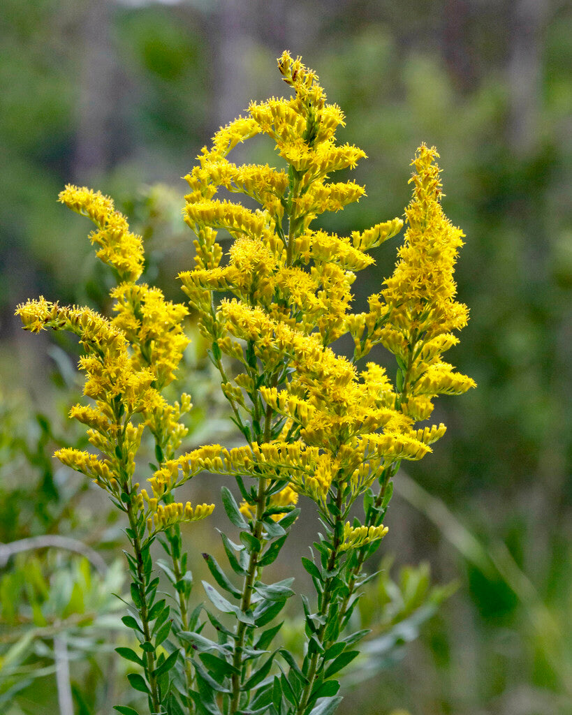 SOLIDAGO