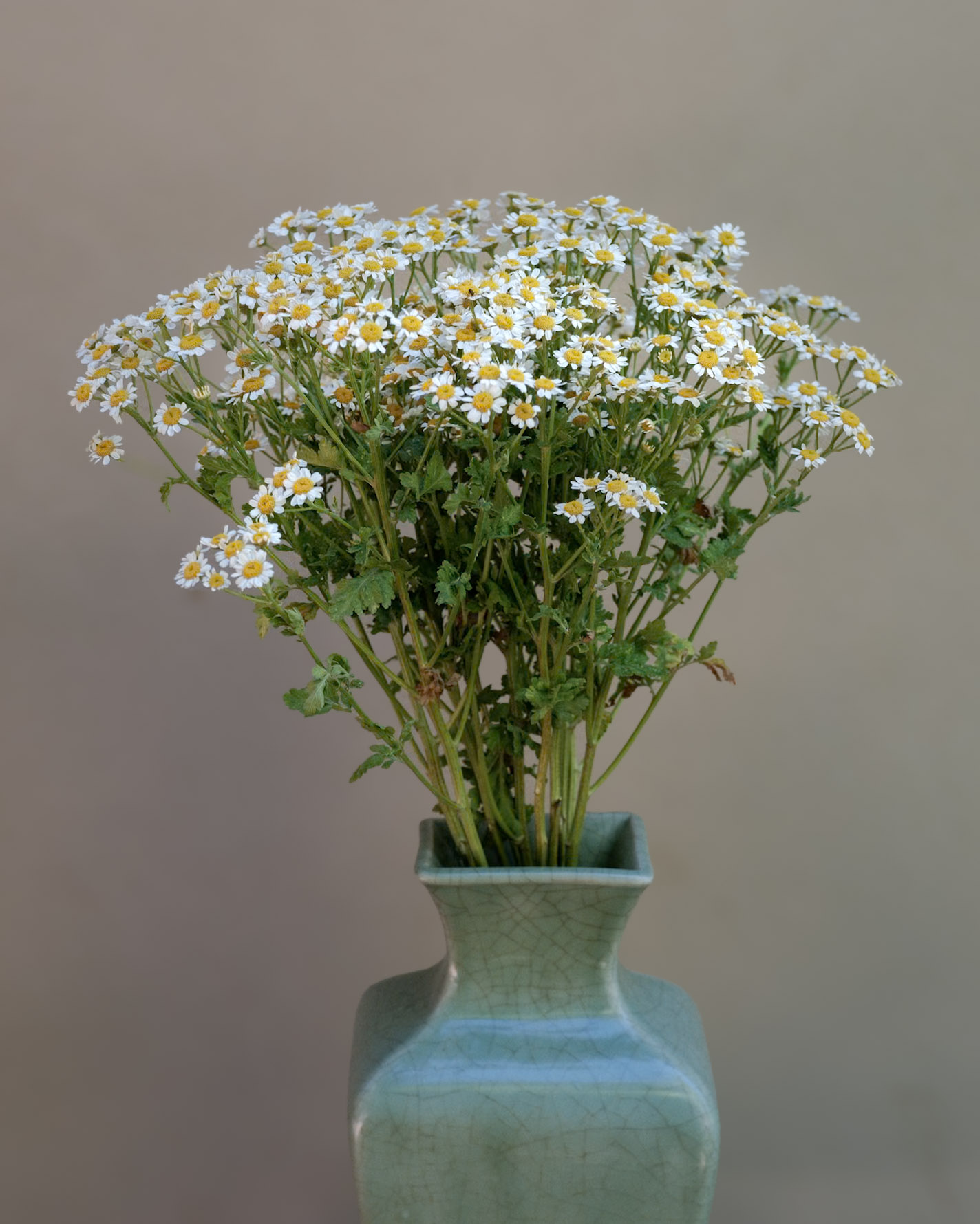TANACETUM parthenium Magic Single
