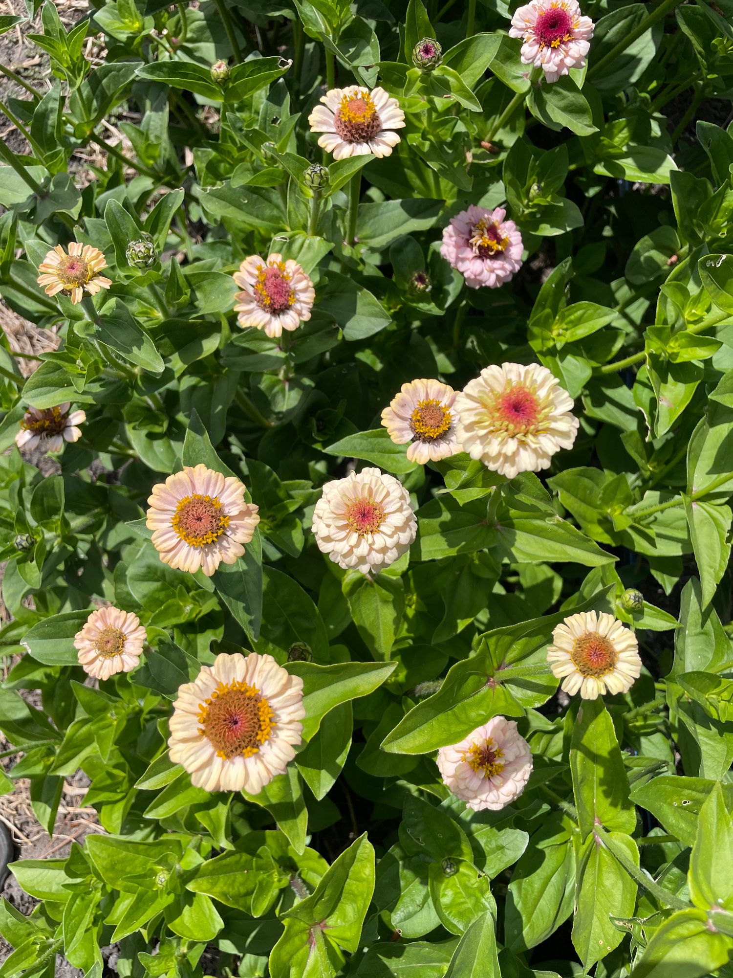 ZINNIA elegans Little Flower Girl