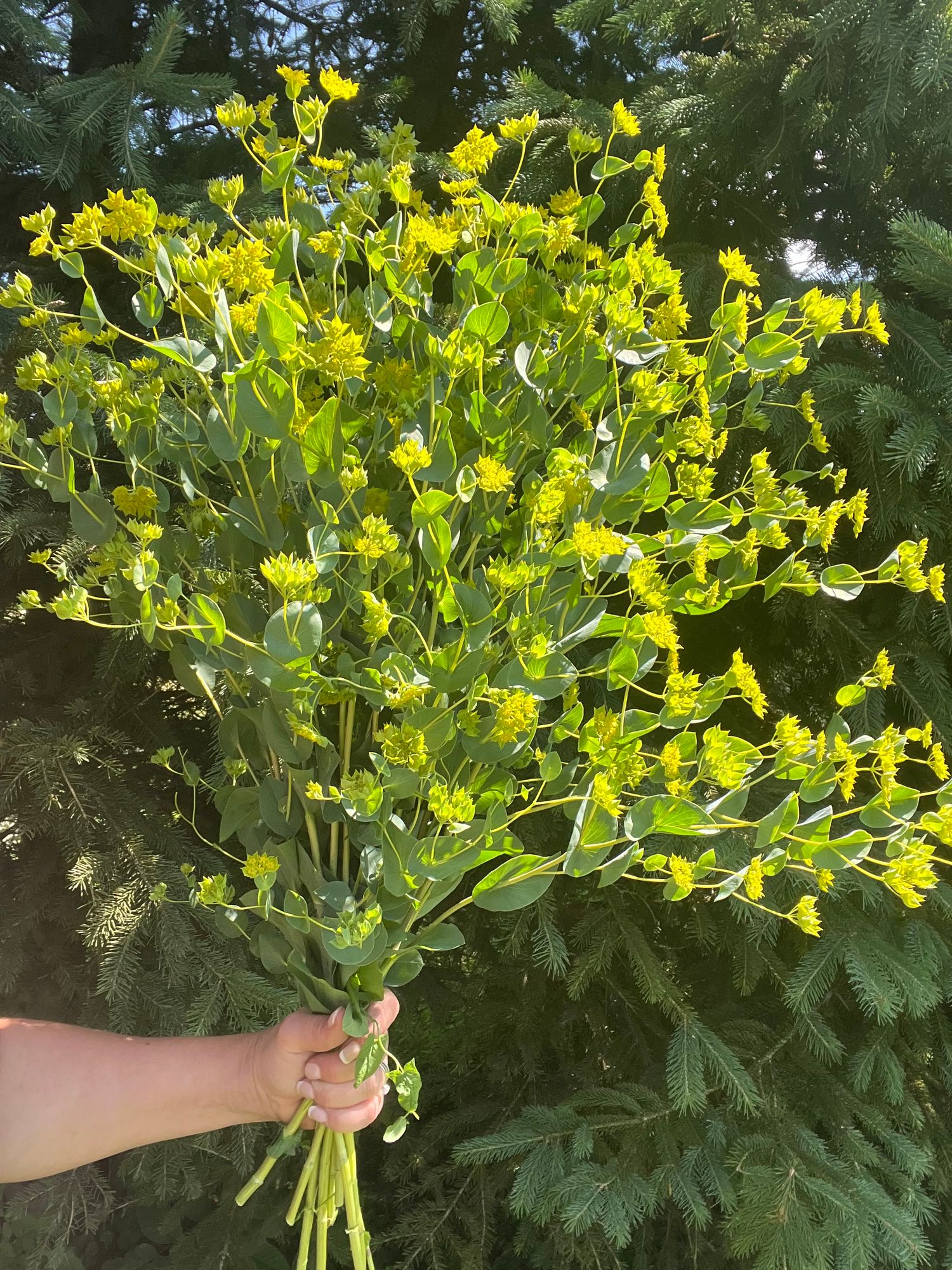 BUPLEURUM griffithii Green Gold