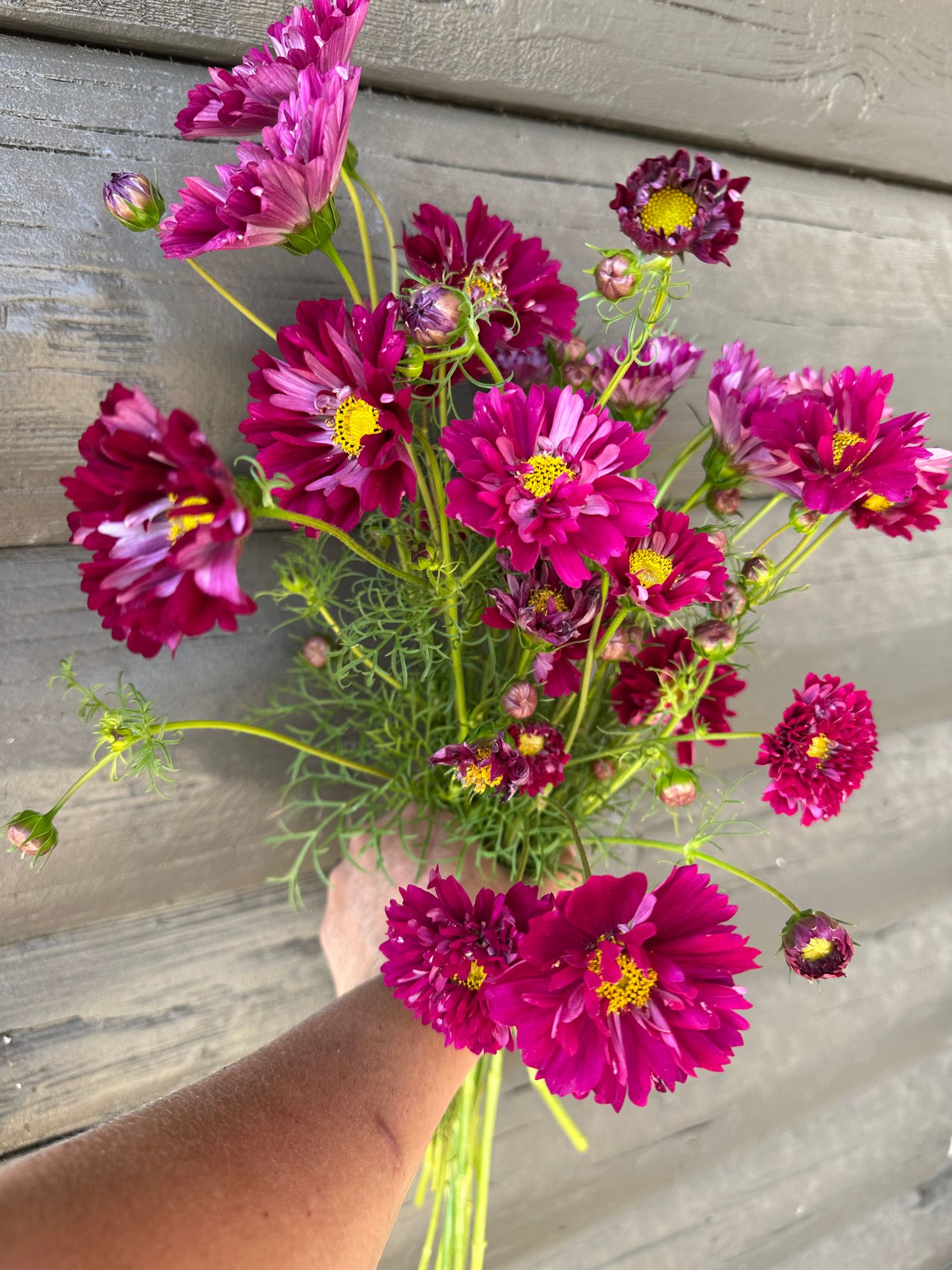 COSMOS bipinnatus Double Click Cranberry
