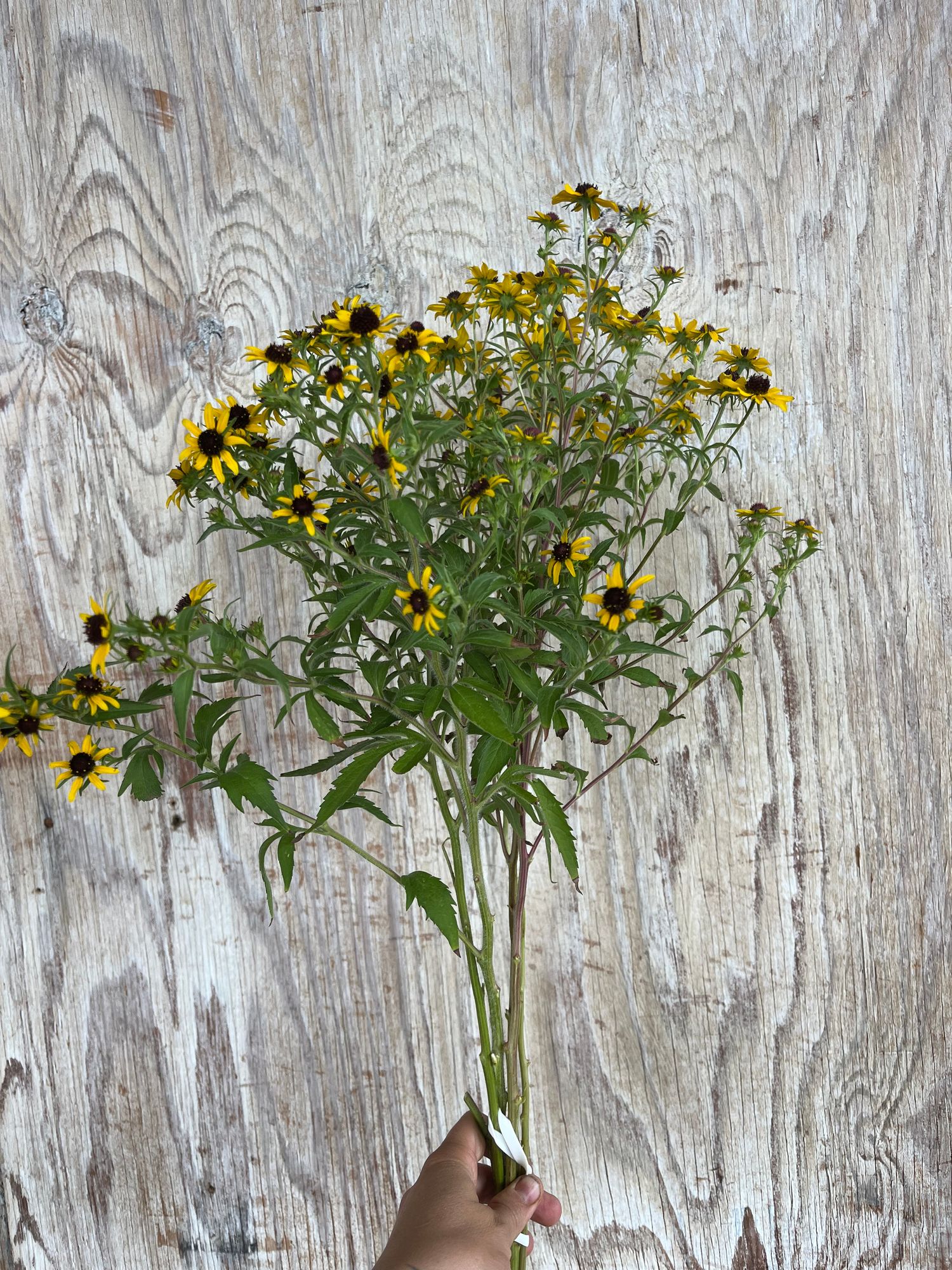 RUDBECKIA triloba