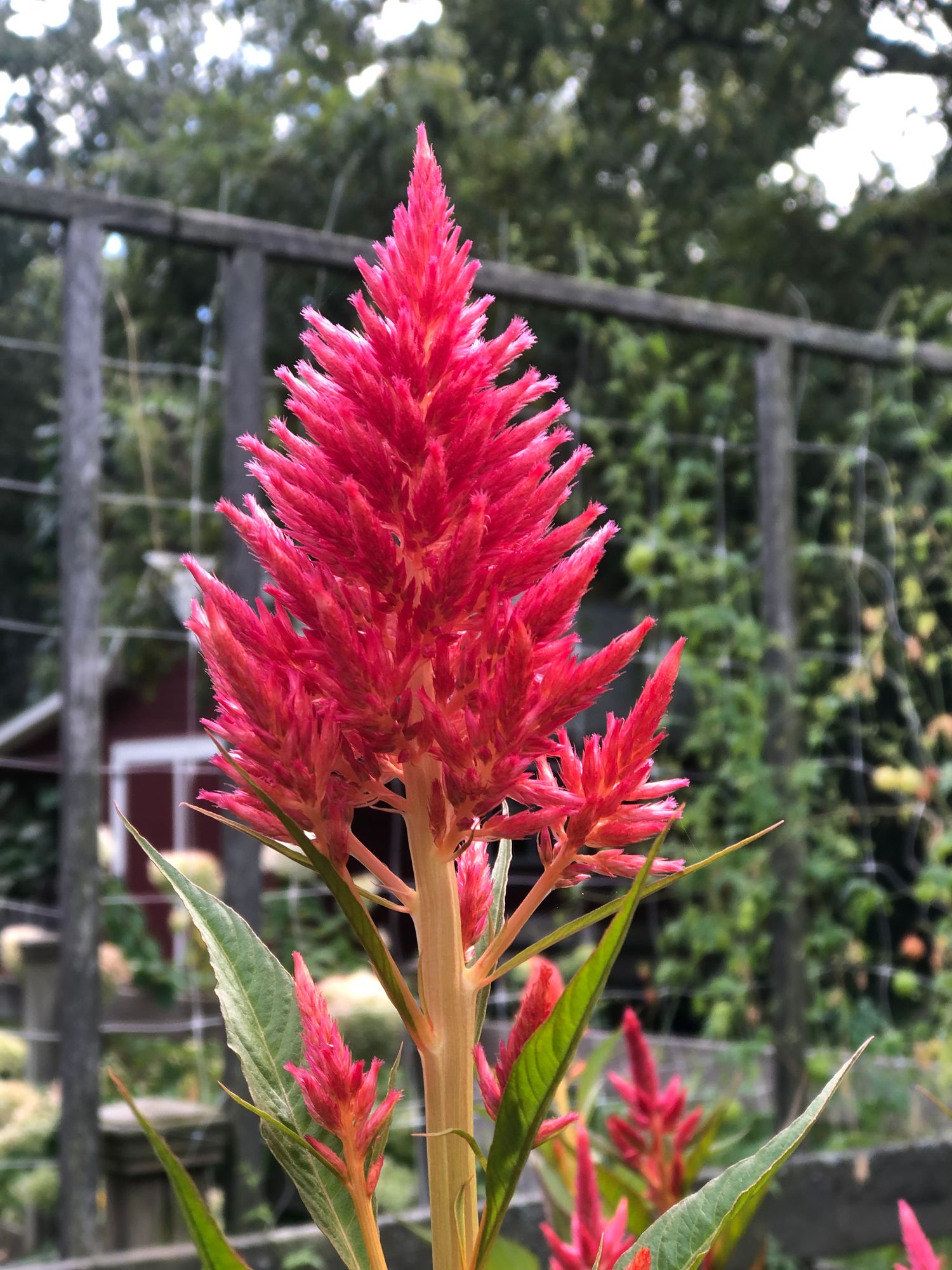CELOSIA argentea plumosa Glowing Embers