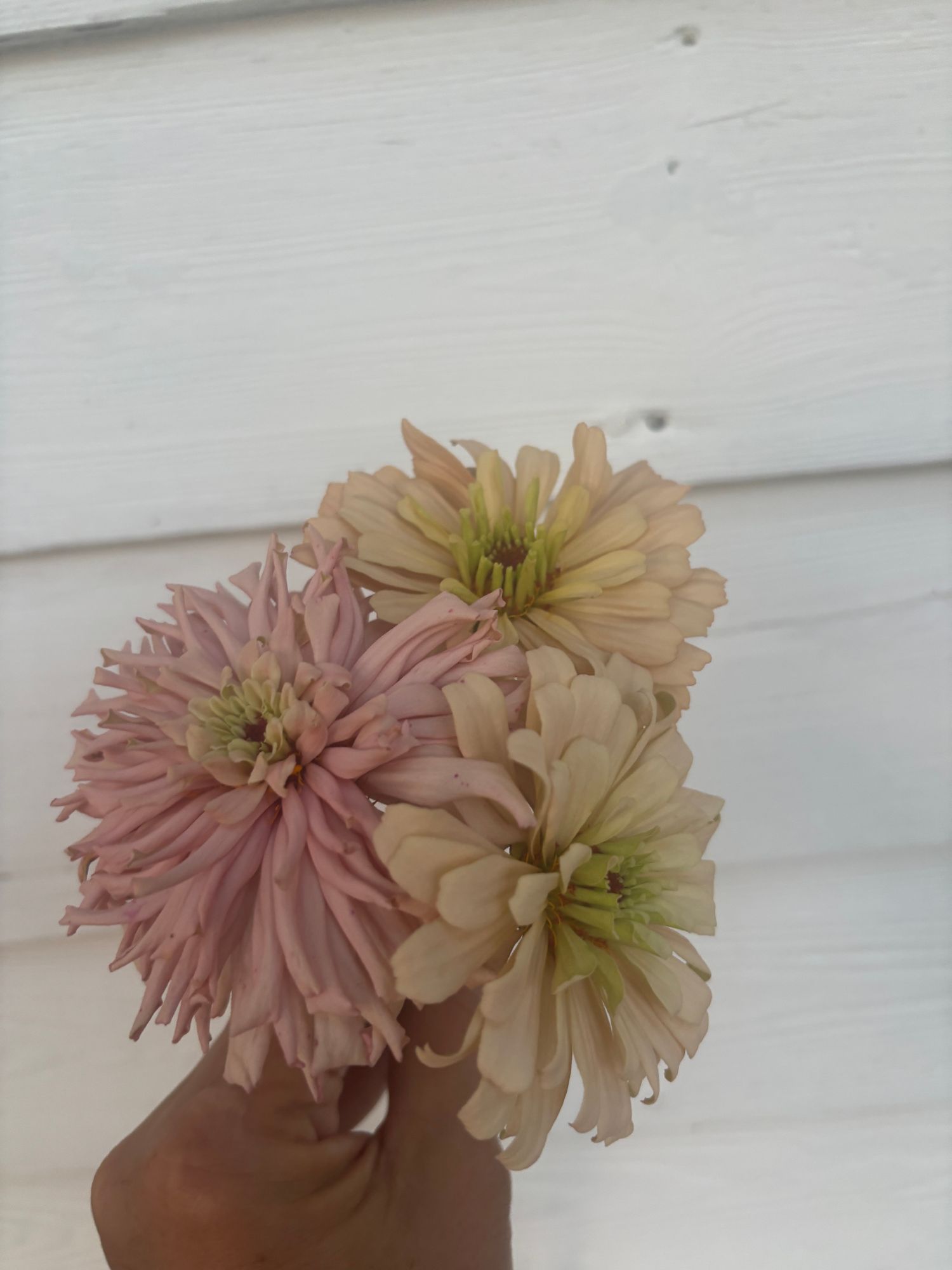 ZINNIA elegans Ballerina