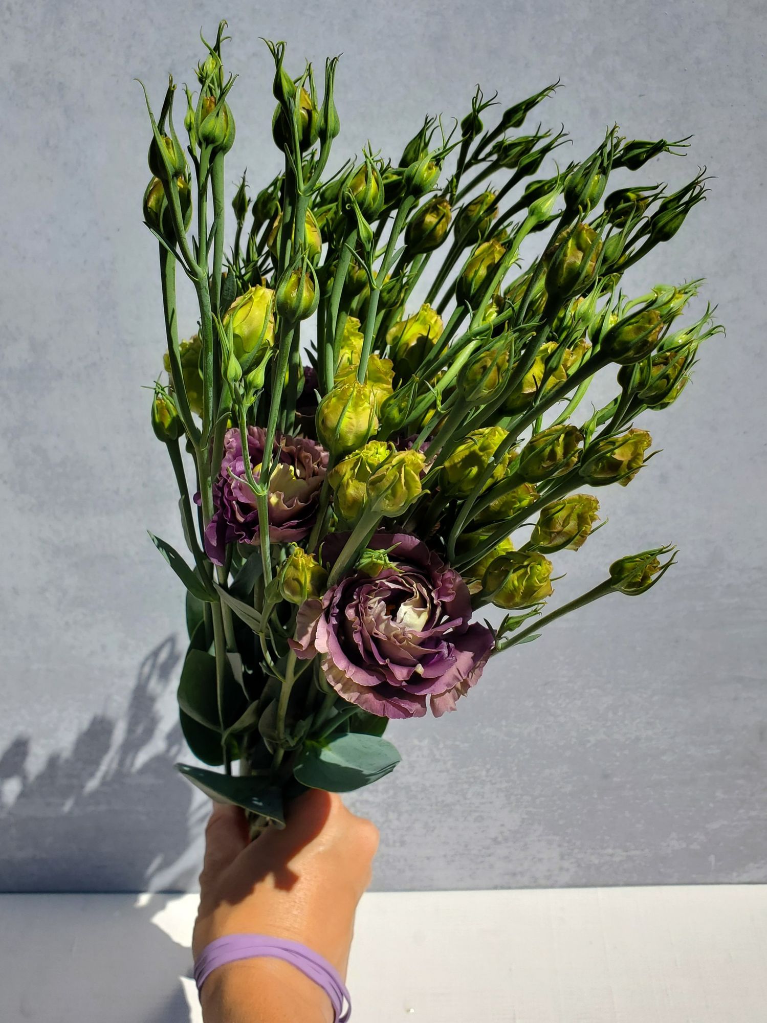 EUSTOMA grandiflorum Rosanne Black Pearl