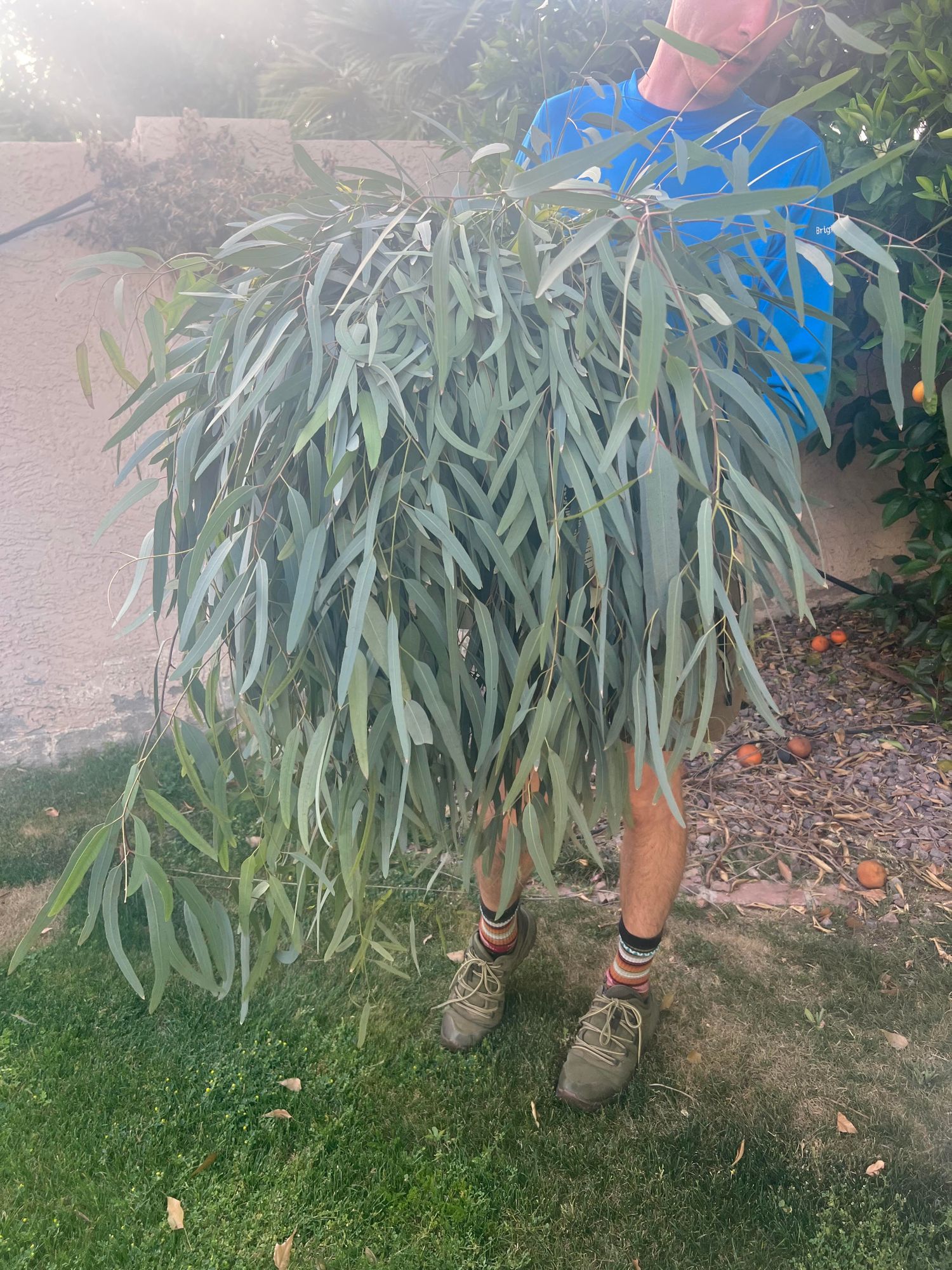 EUCALYPTUS