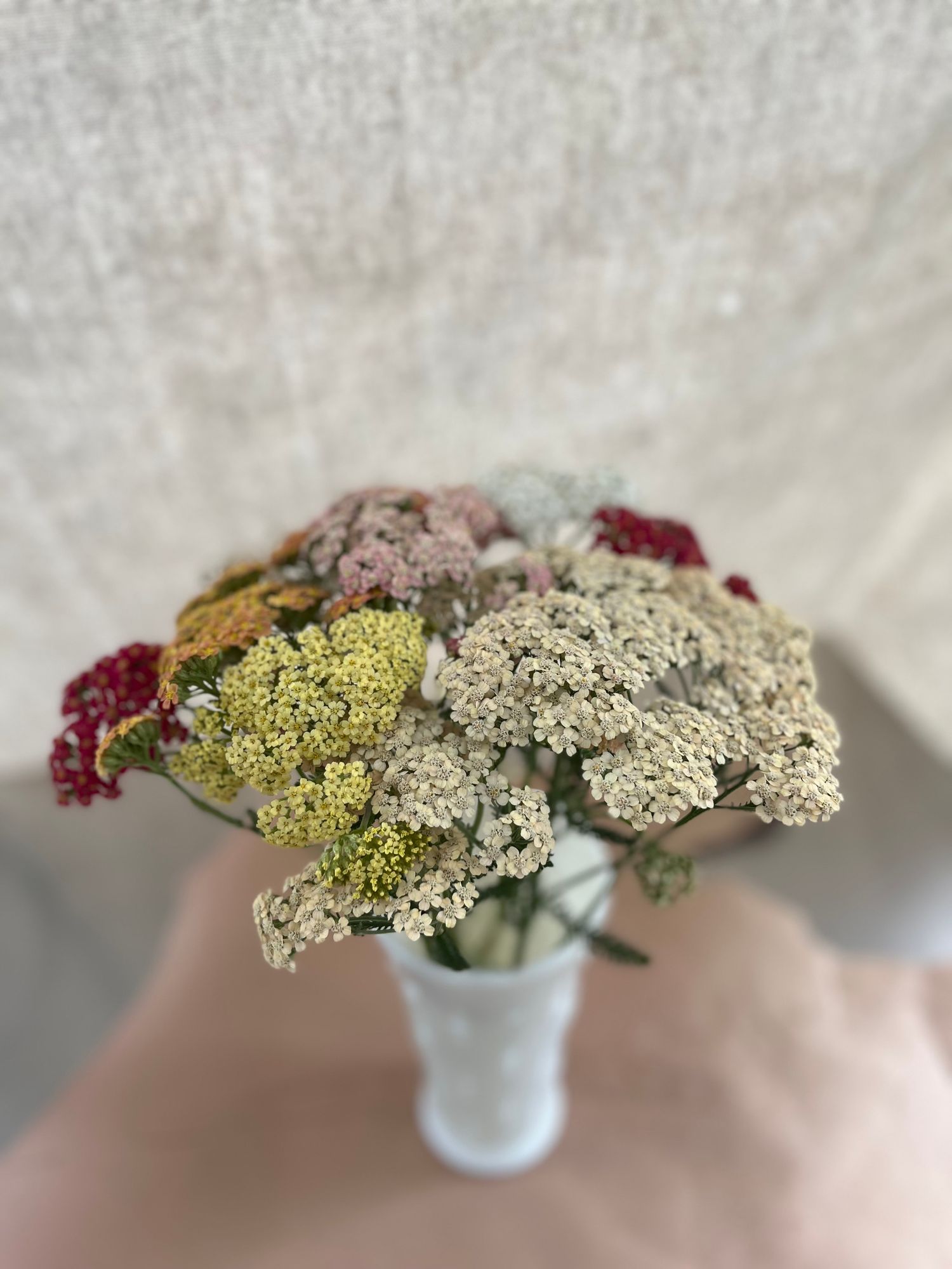 ACHILLEA millefolium Favorite Berries
