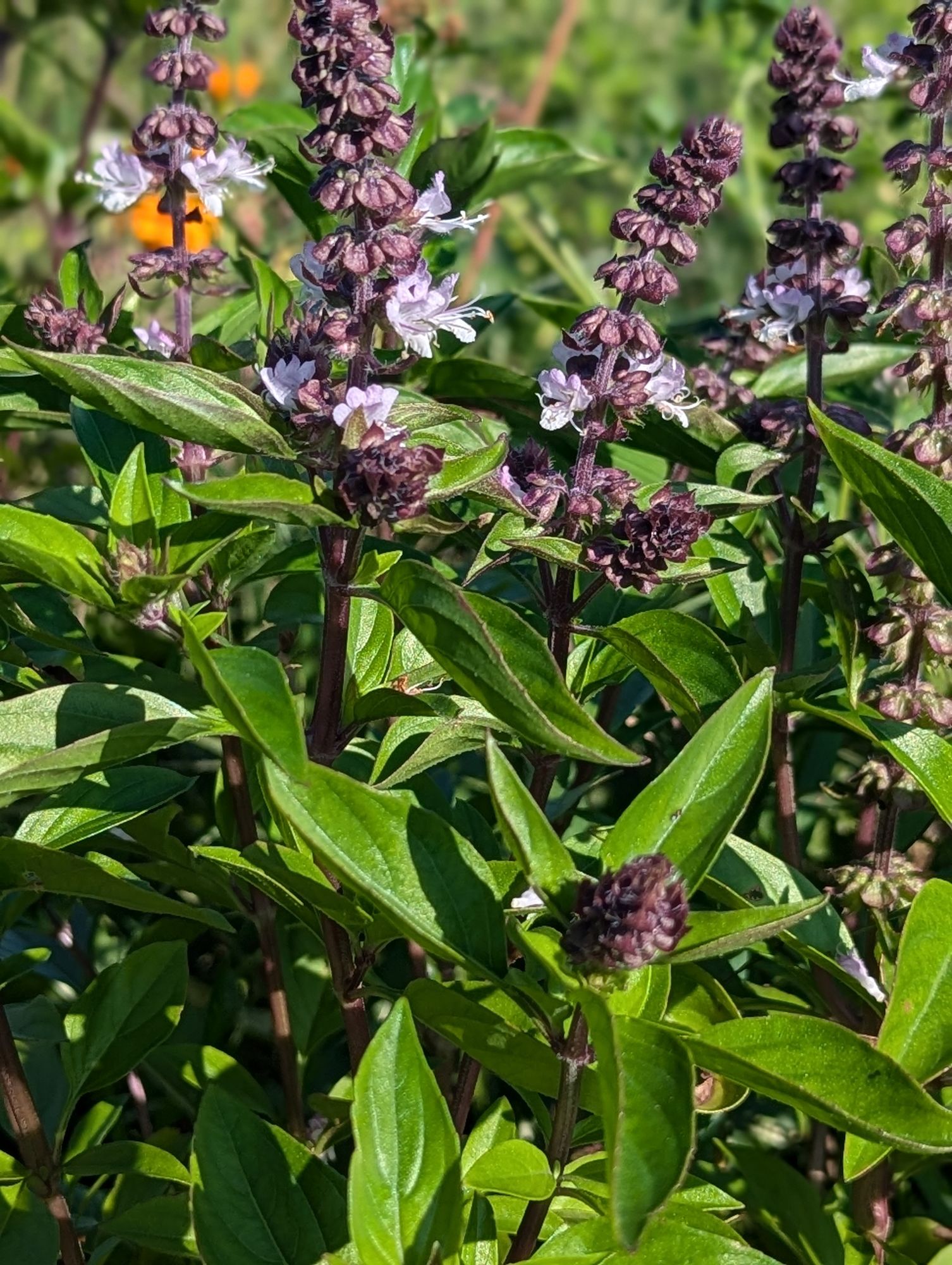 OCIMUM basilicum Cinamonette