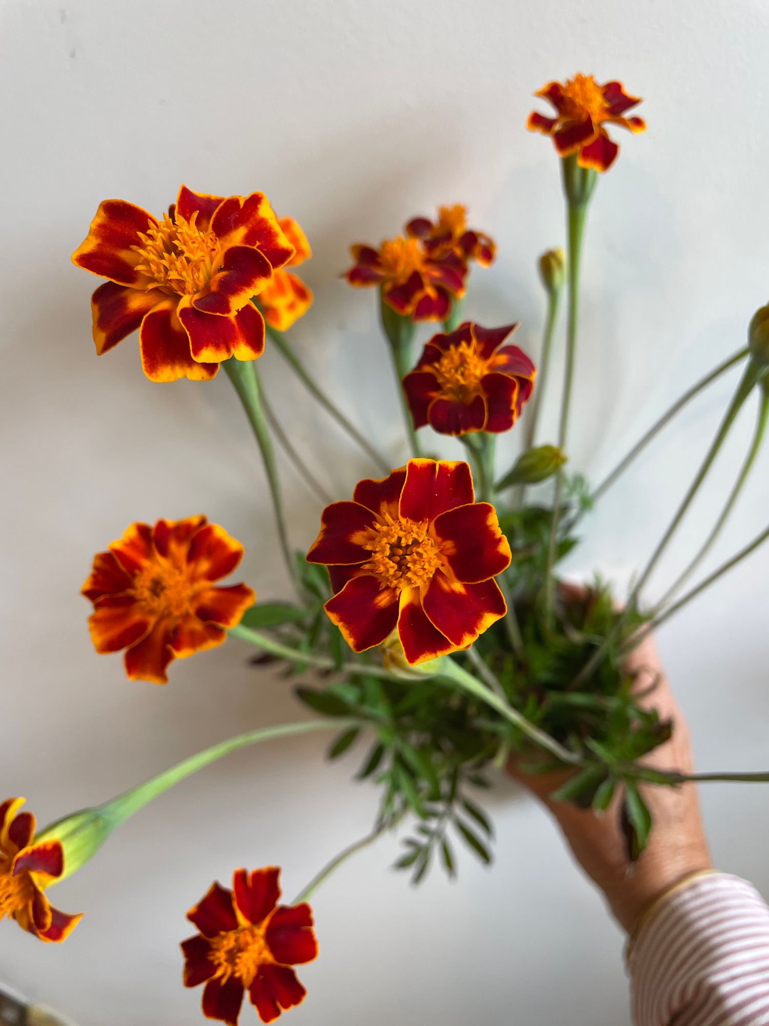 TAGETES linnaeus Burning Embers