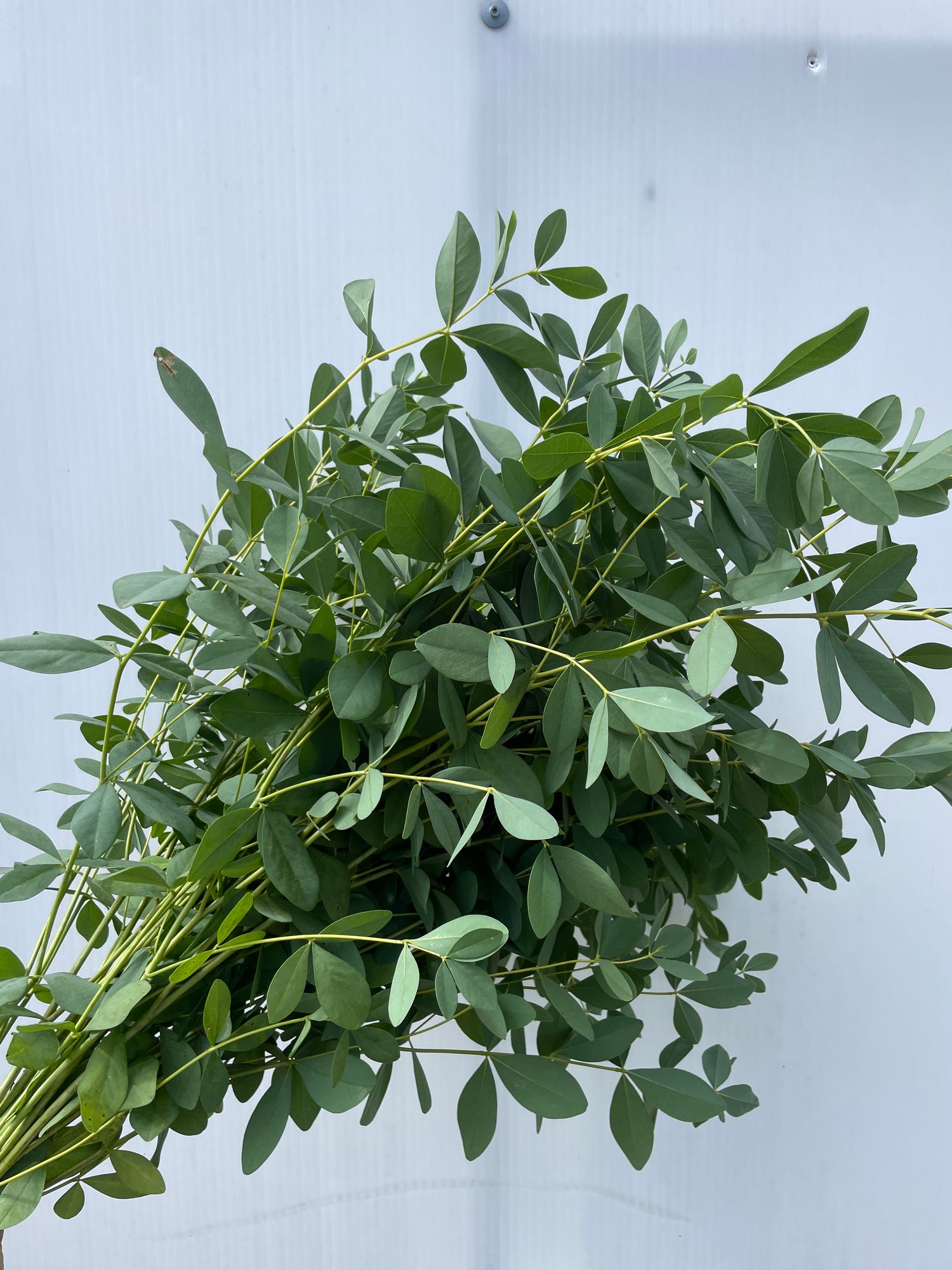 BAPTISIA australis