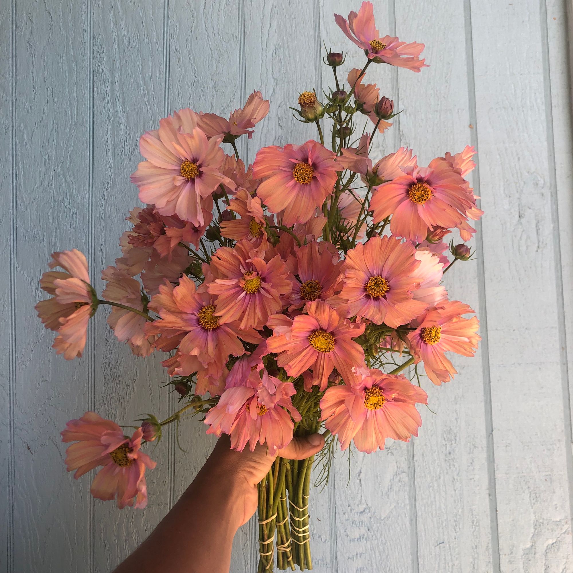 COSMOS bipinnatus Apricotta