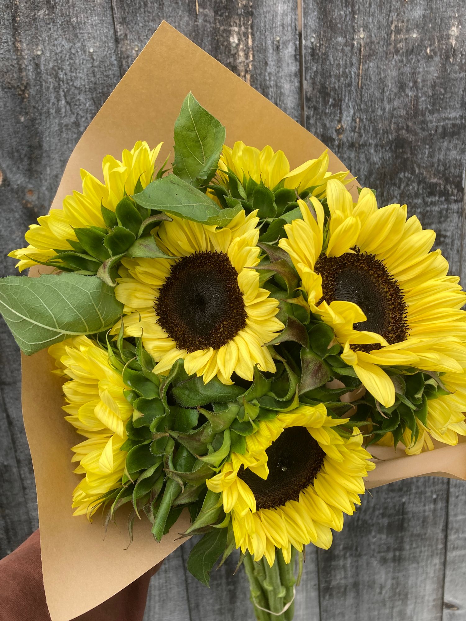 HELIANTHUS annuus ProCut Lemon