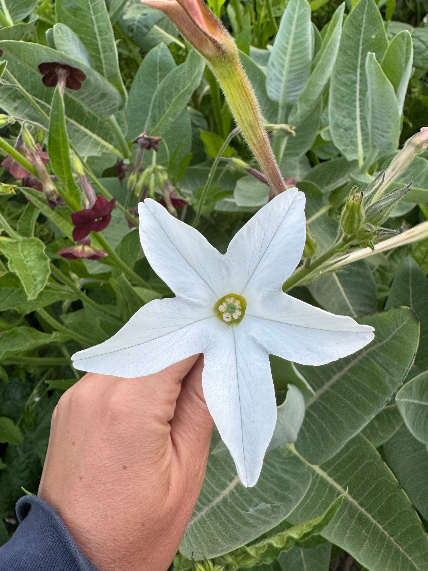 NICOTIANA alata Grandiflora