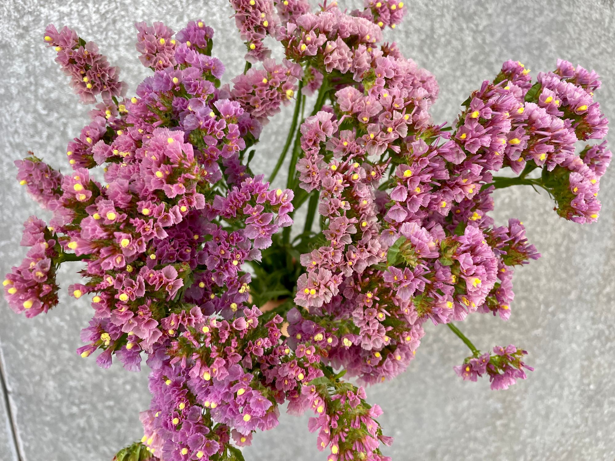 LIMONIUM sinuatum Forever Happy