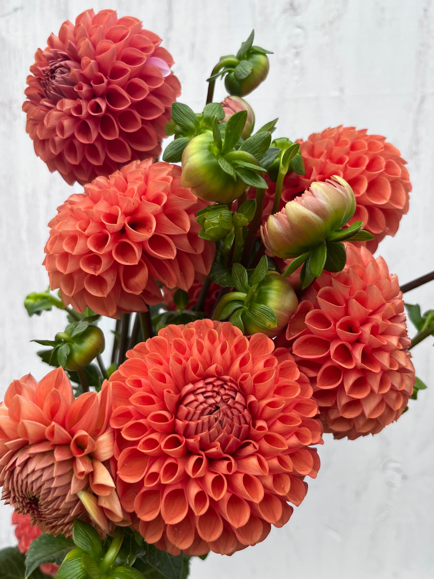 DAHLIA Cornel Bronze