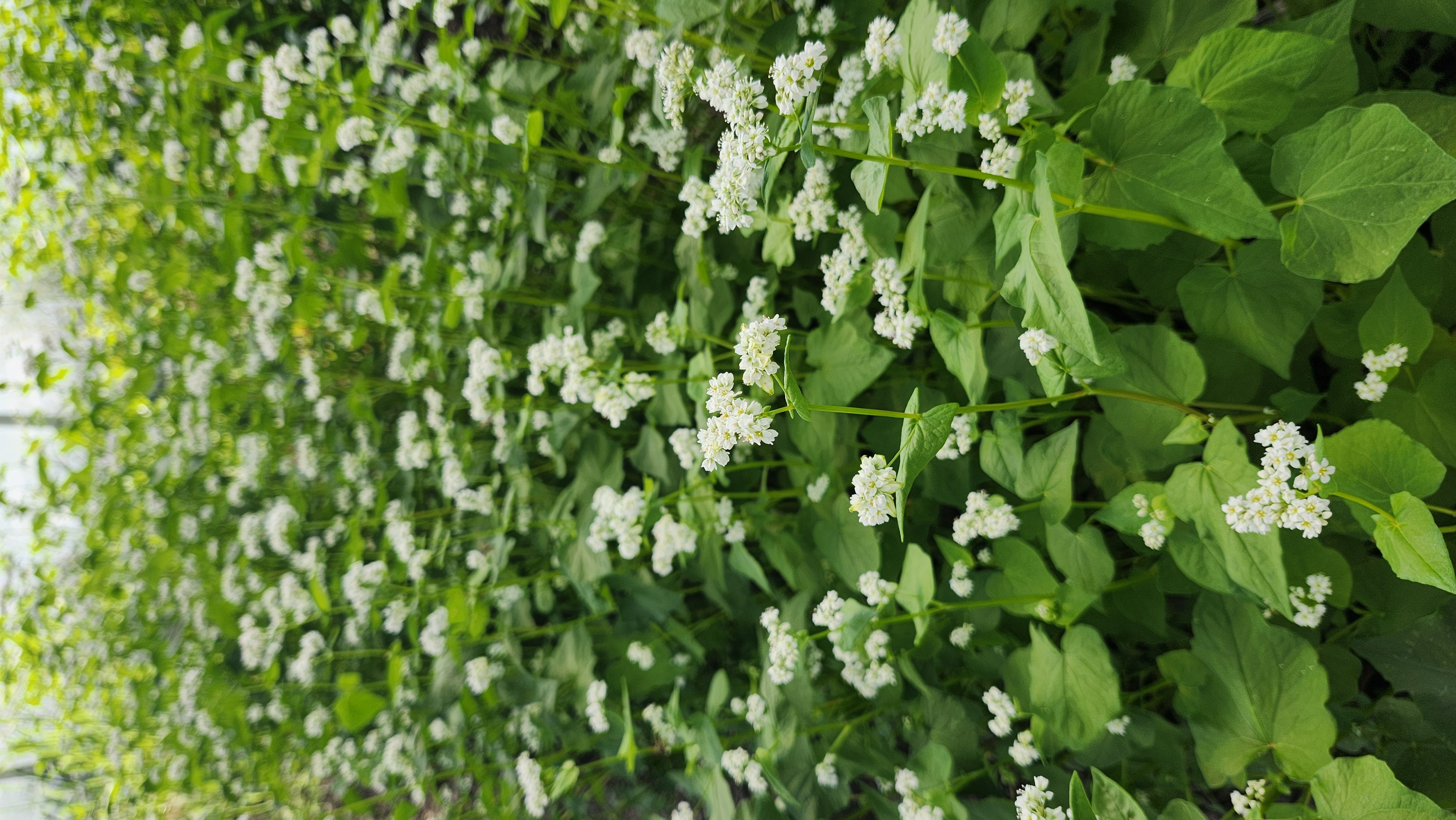 ERIOGONUM nudum