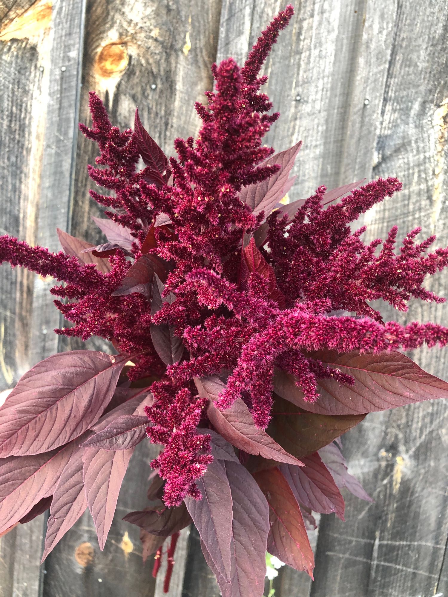 AMARANTHUS cruentus Red Spike