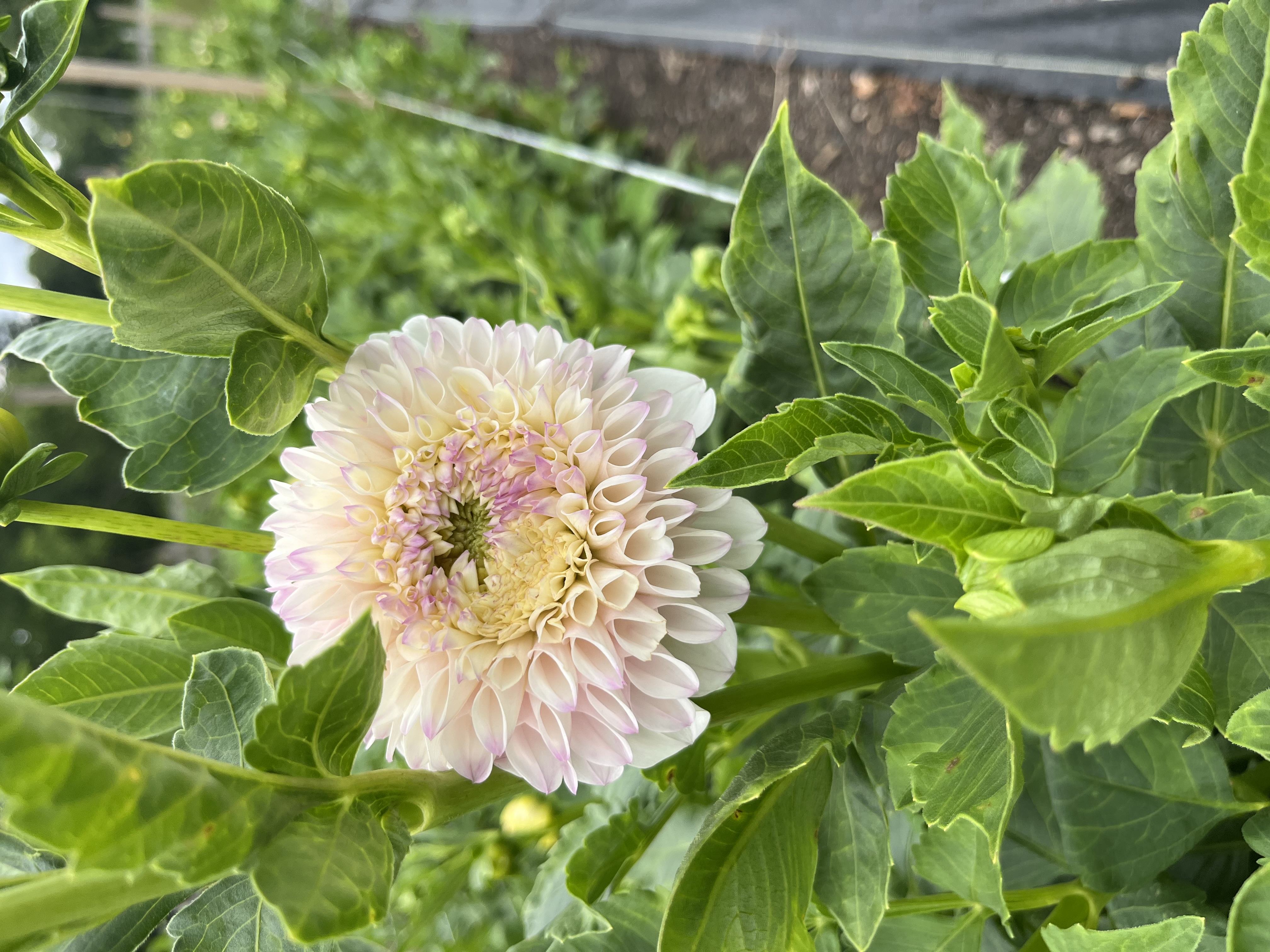 DAHLIA Gaylen Rose