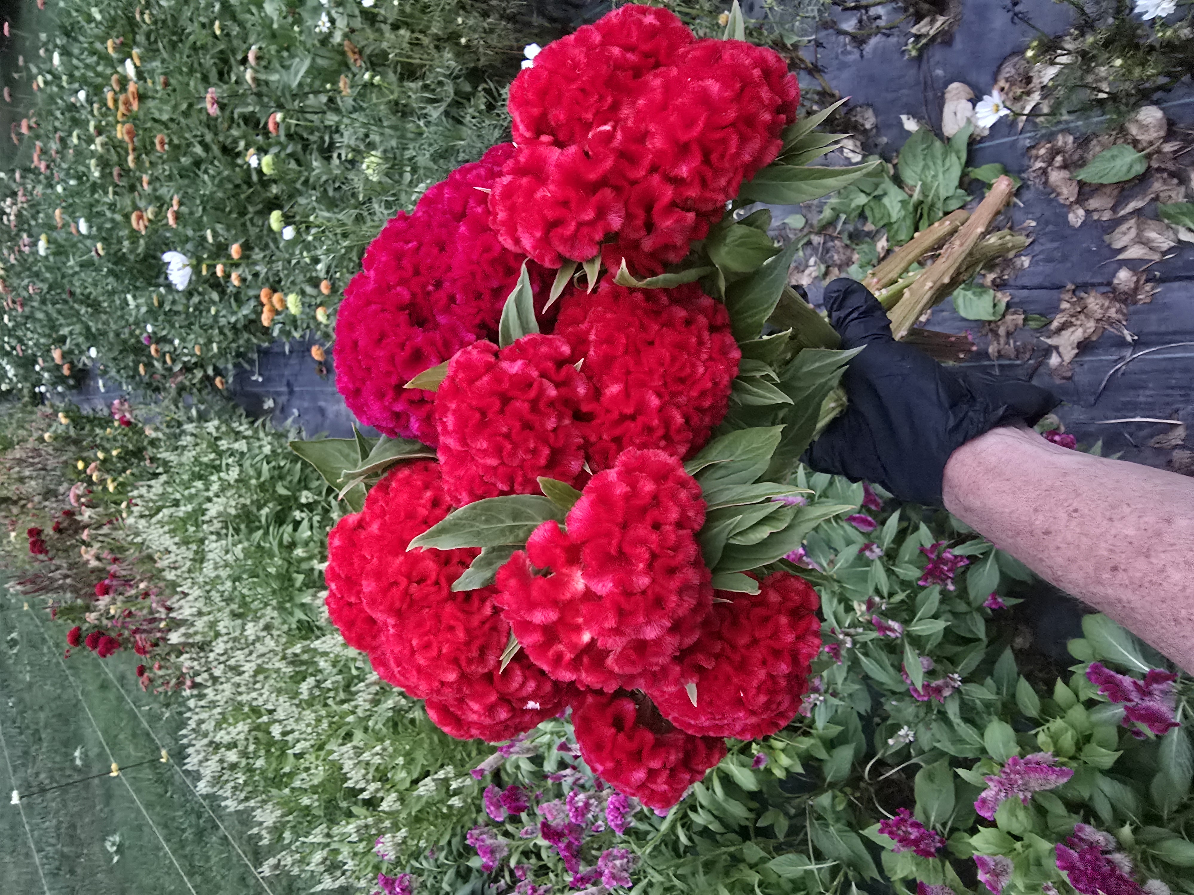 CELOSIA argentea var. cristata Chief Red