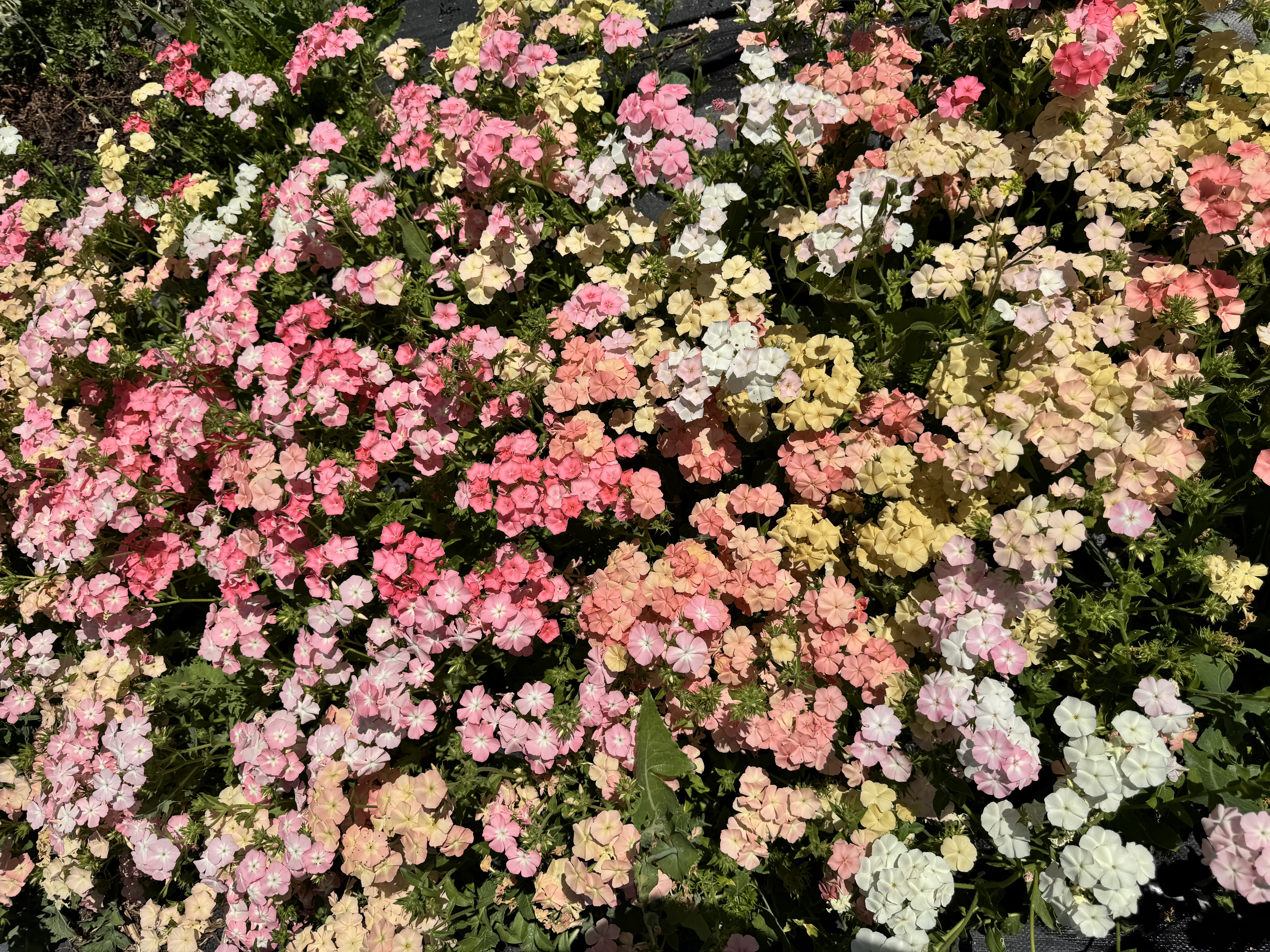PHLOX drummondii Phlox of Sheep