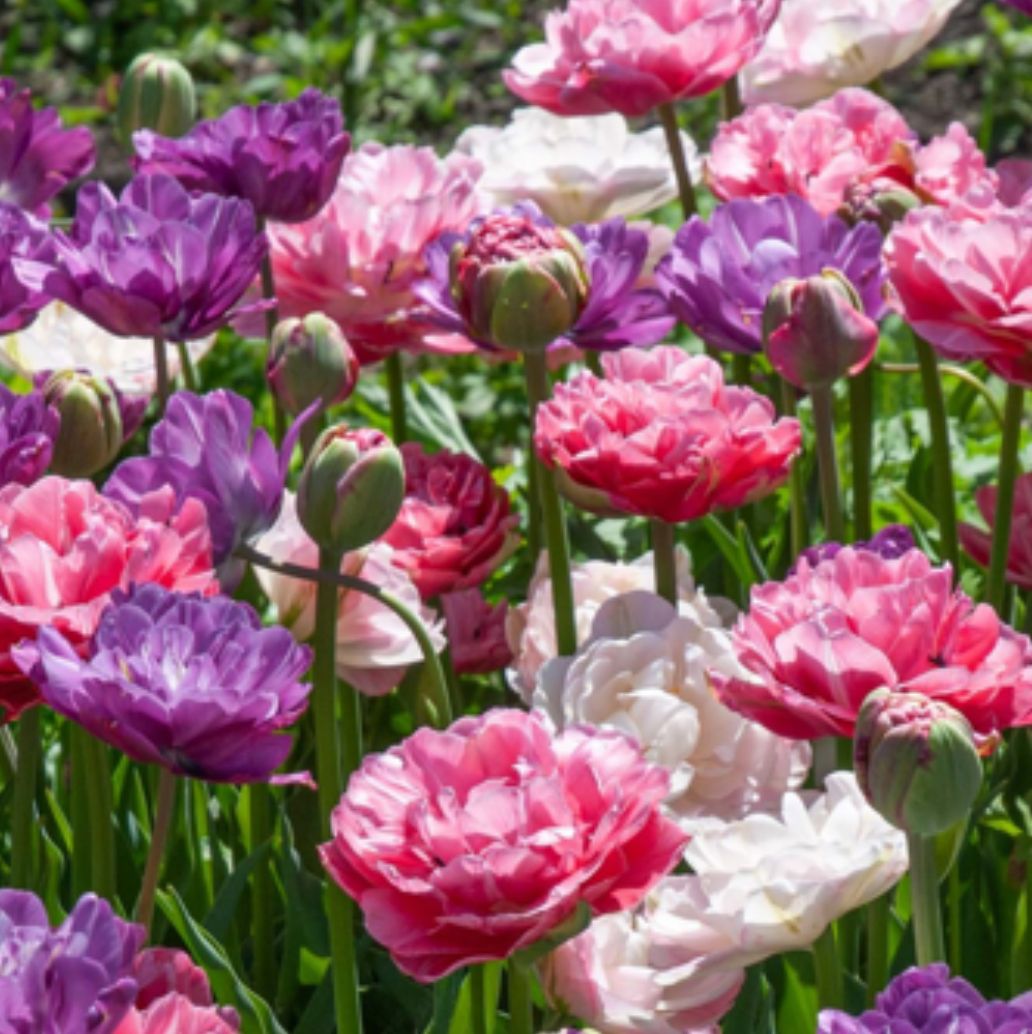 TULIPA