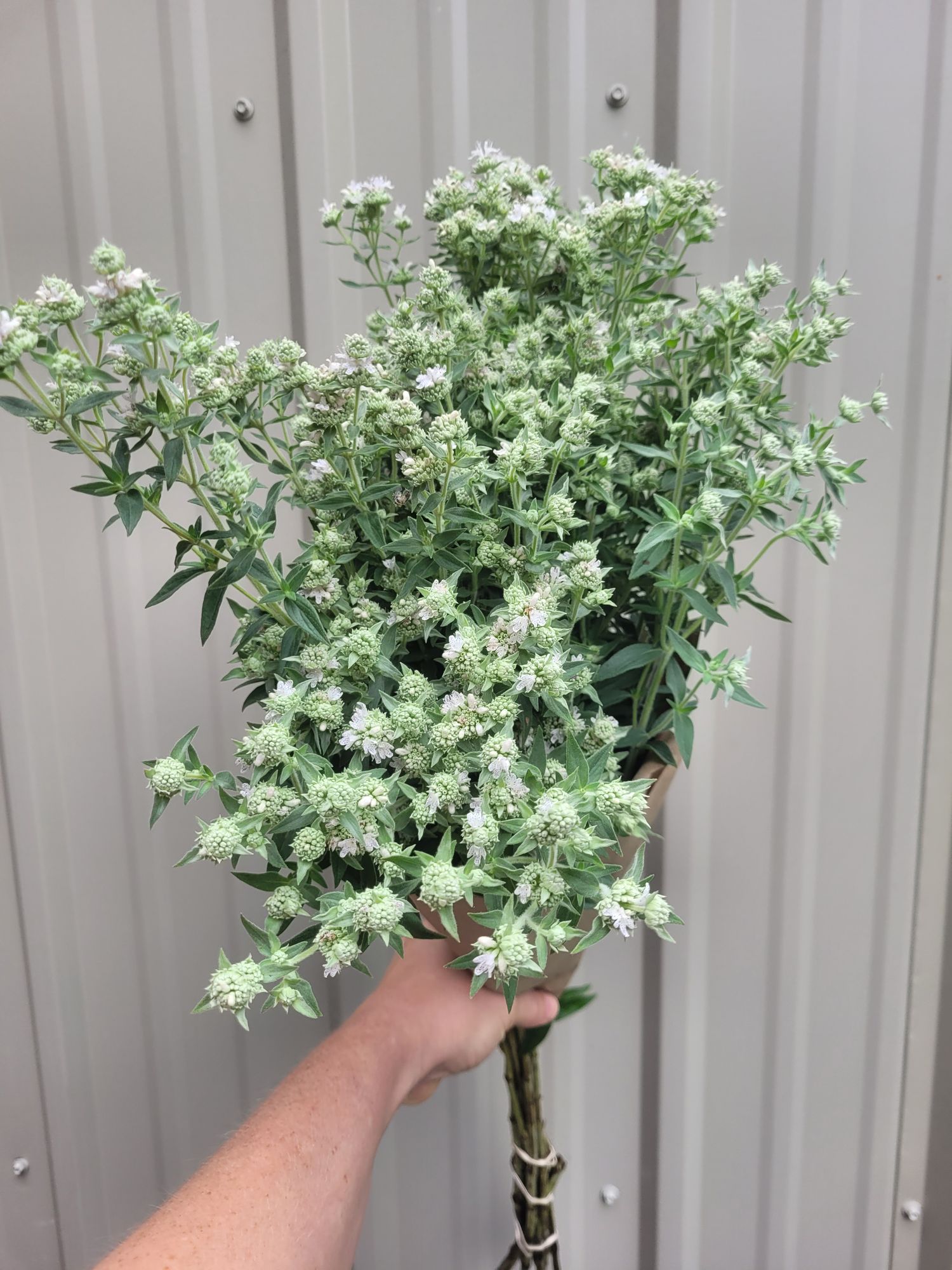 PYCNANTHEMUM pilosum