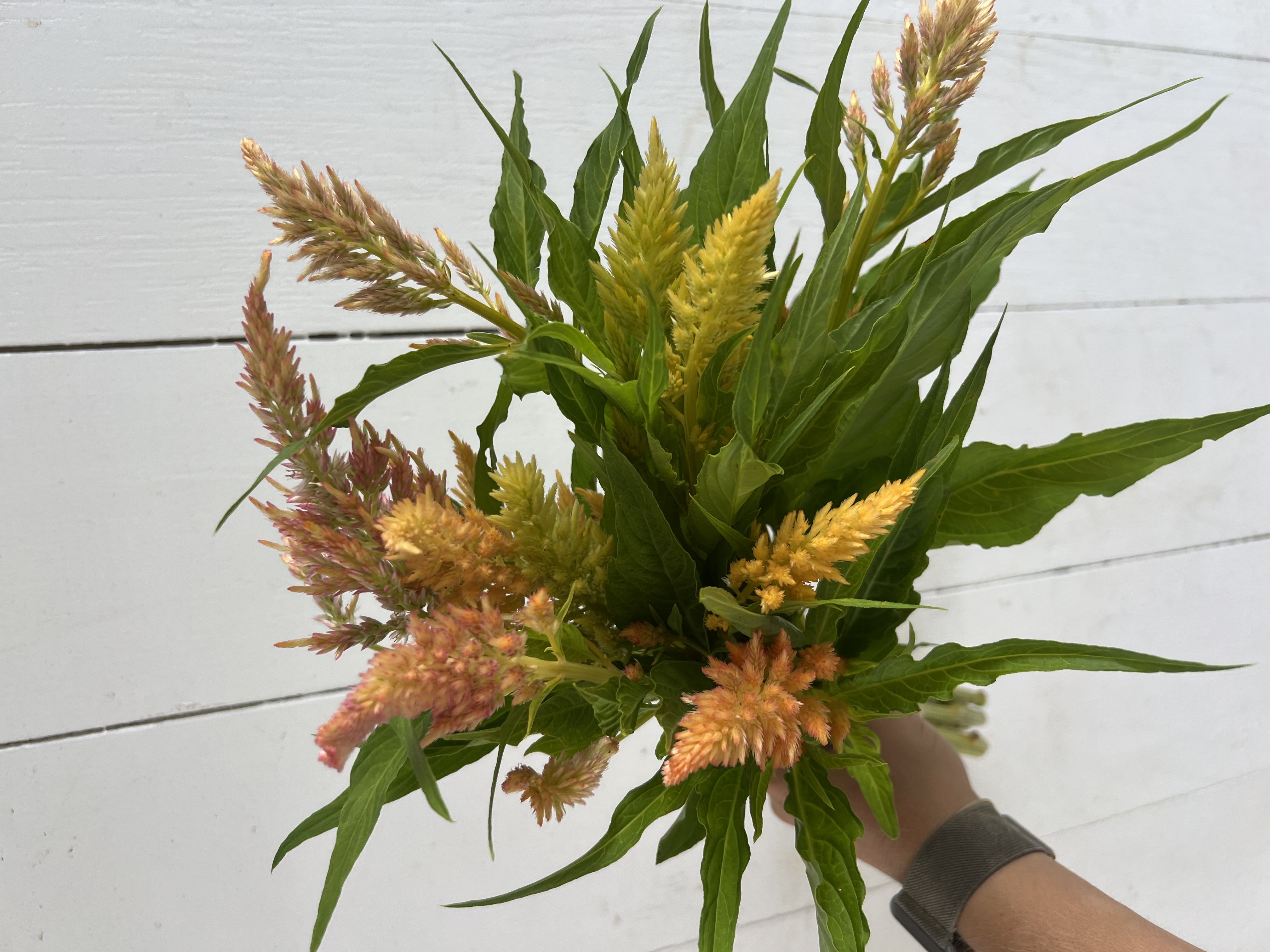 CELOSIA argentea var. spicata Shimmer