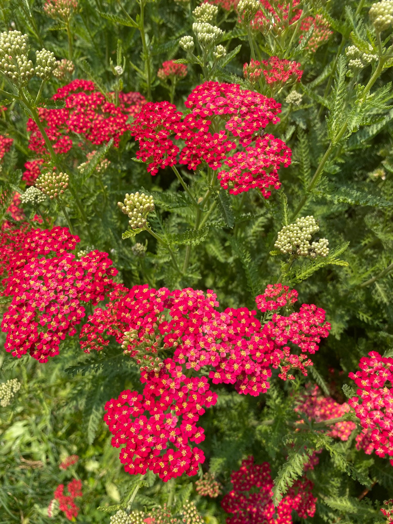 ACHILLEA filipendulina Cloth of Gold