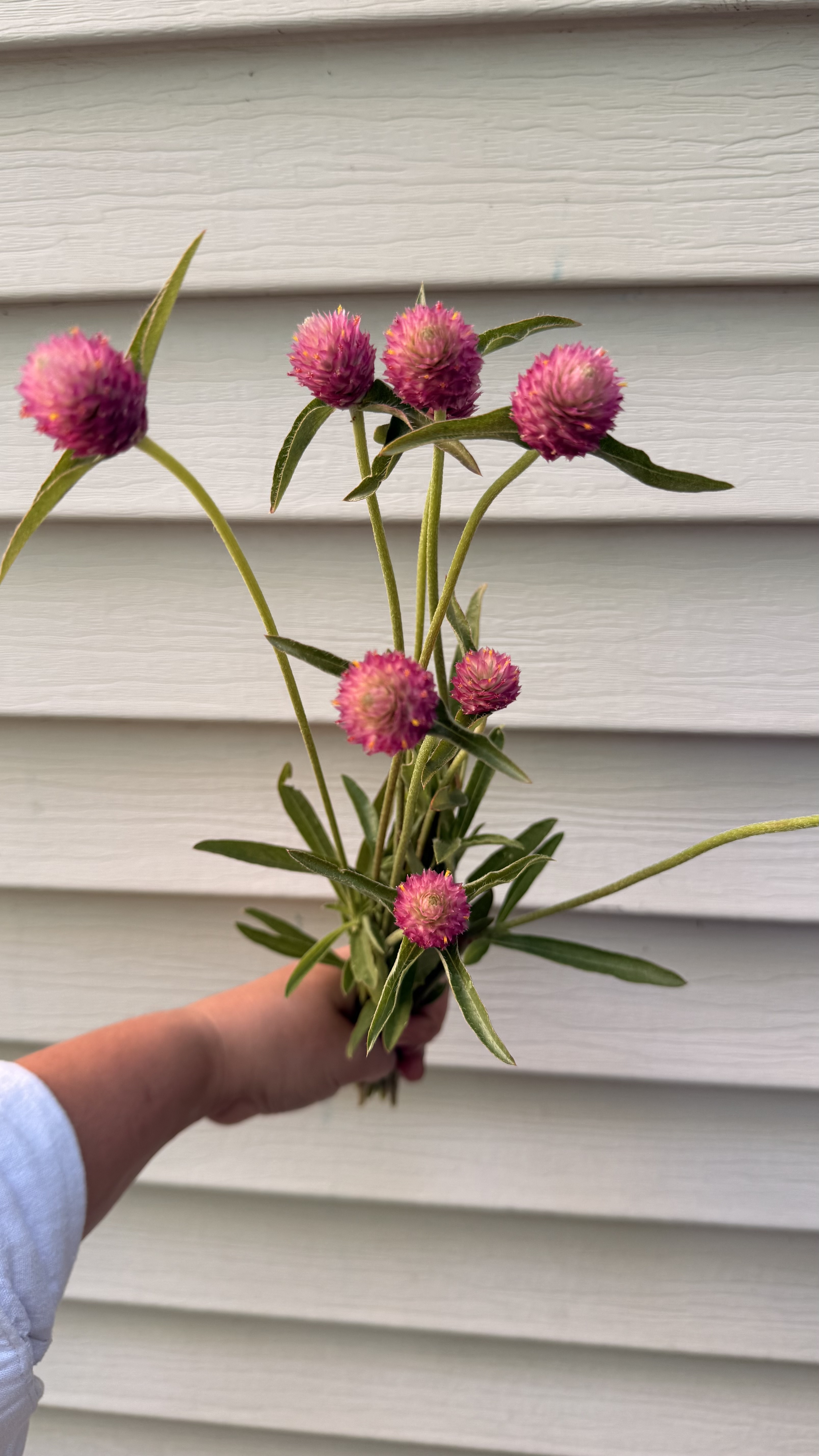 GOMPHRENA haageana Sequin