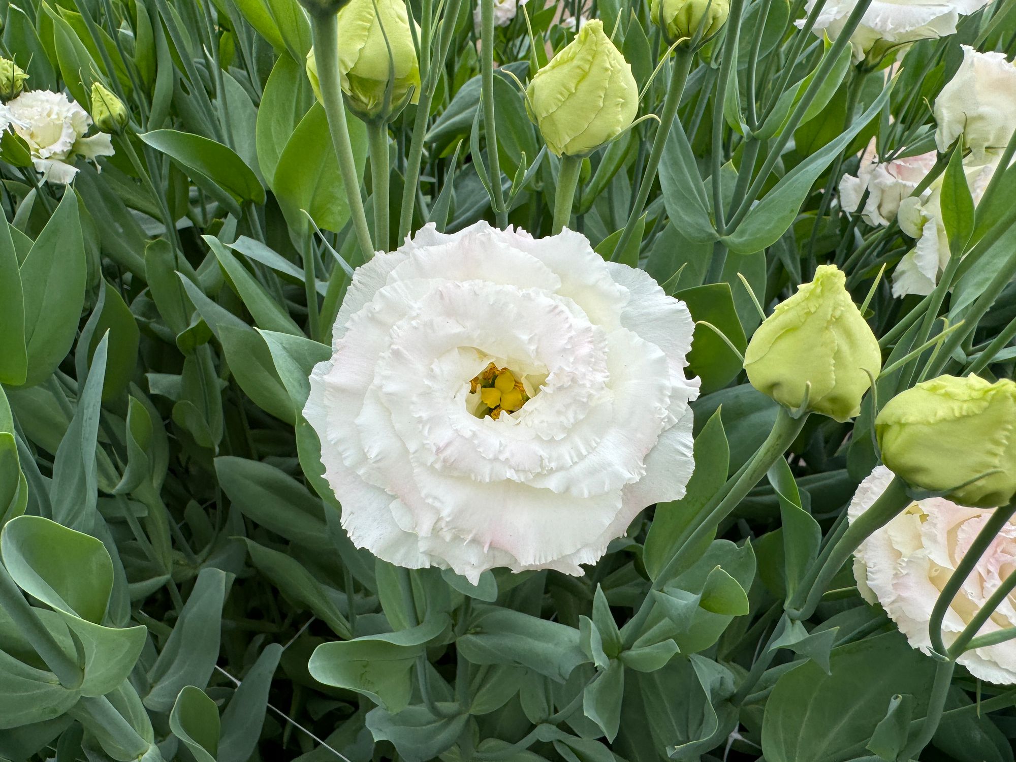 EUSTOMA grandiflorum Voyage First Love