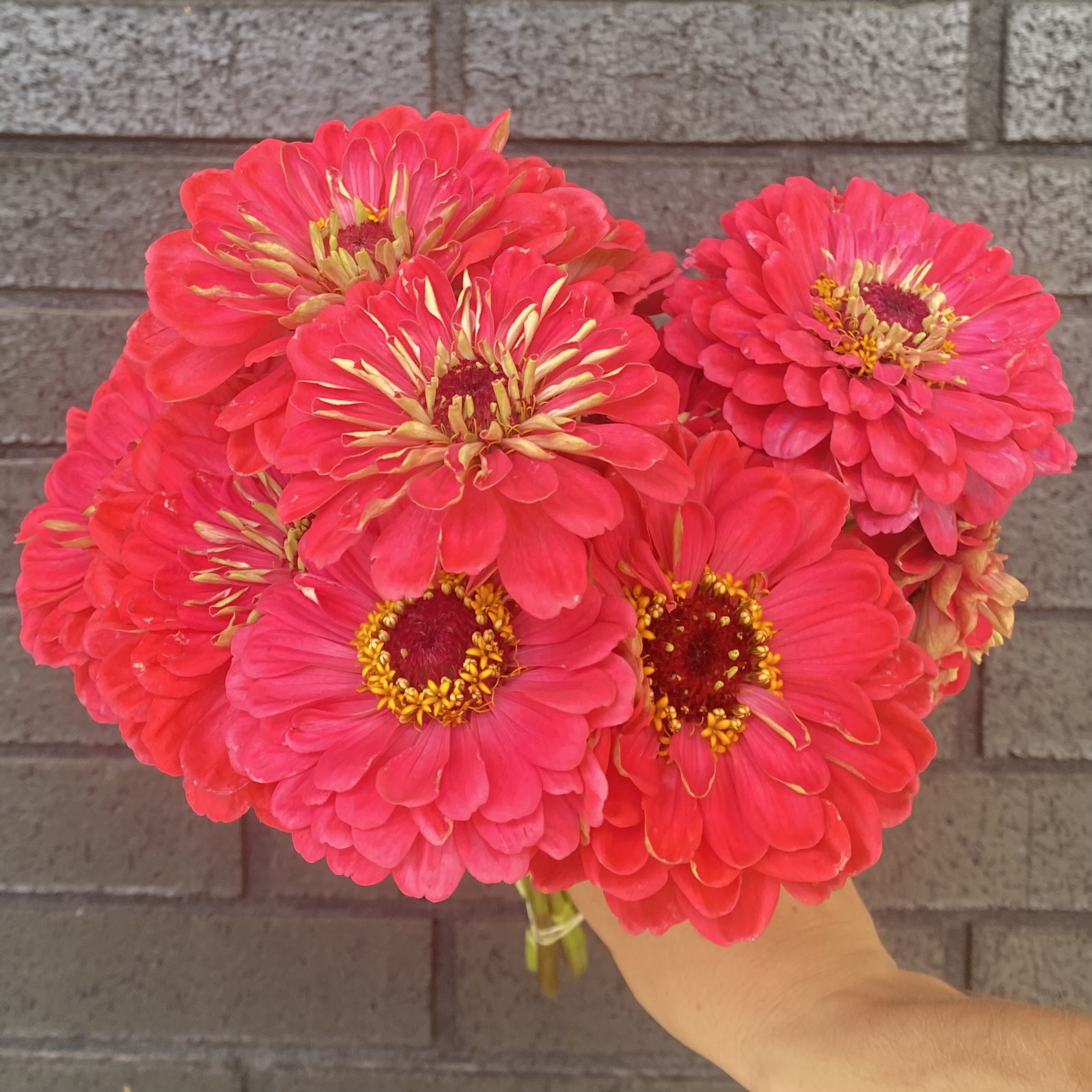 ZINNIA elegans Benary's Giant Carmine Rose
