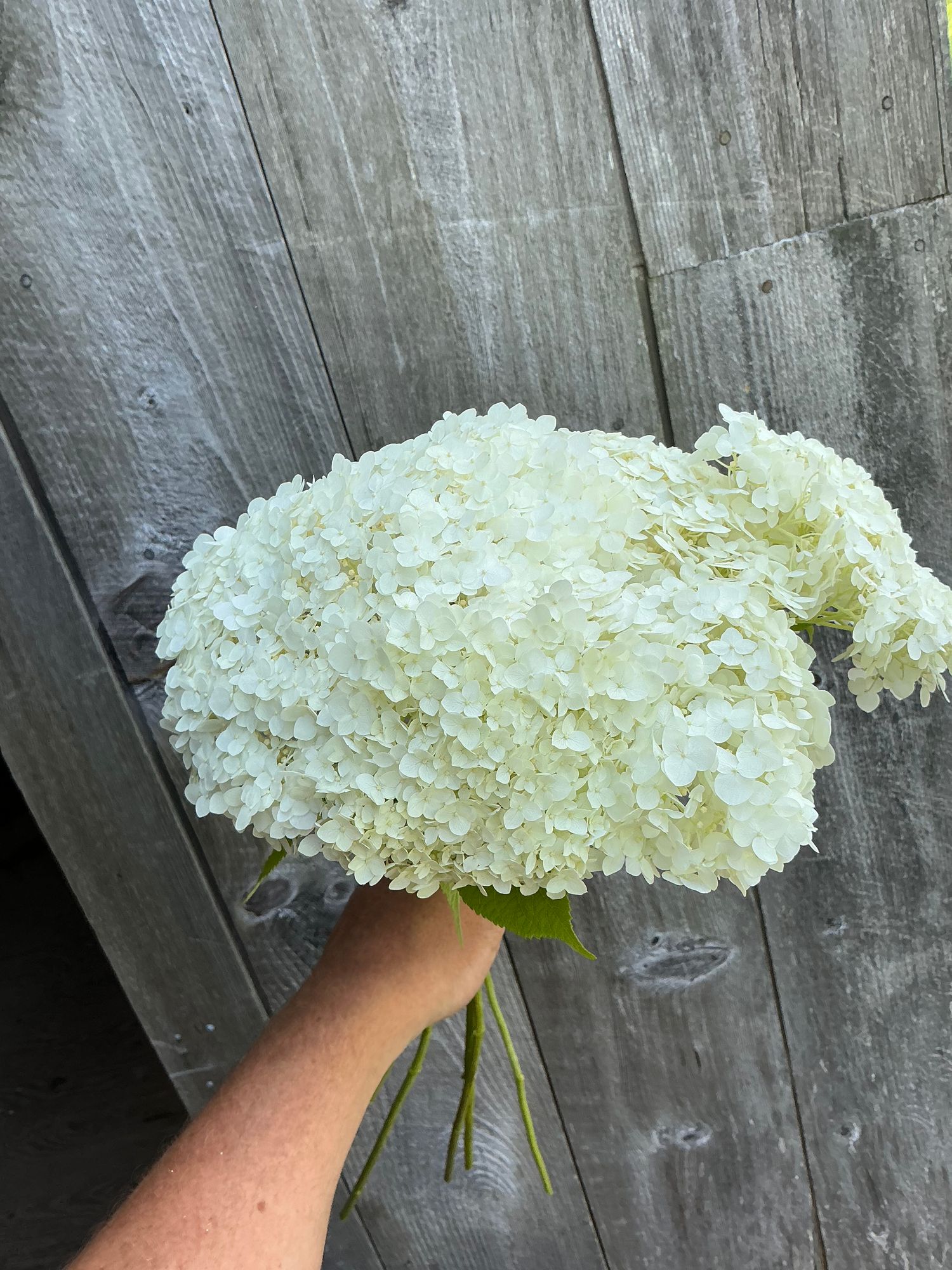 HYDRANGEA arborescens Incrediball