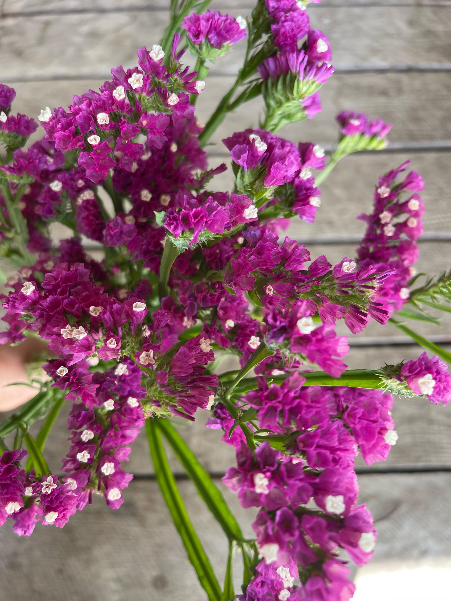 LIMONIUM sinuatum