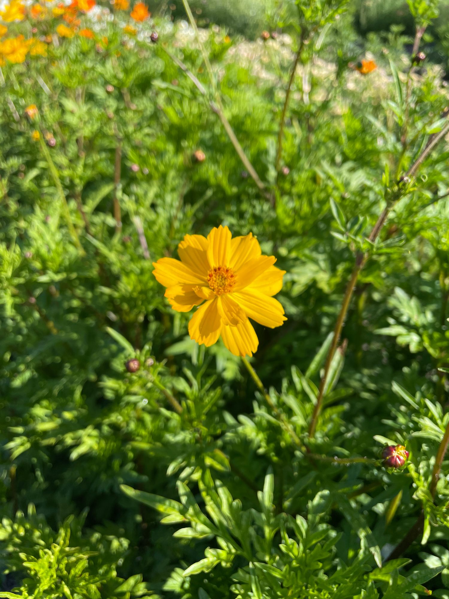 COSMOS sulphureus Bright Lights
