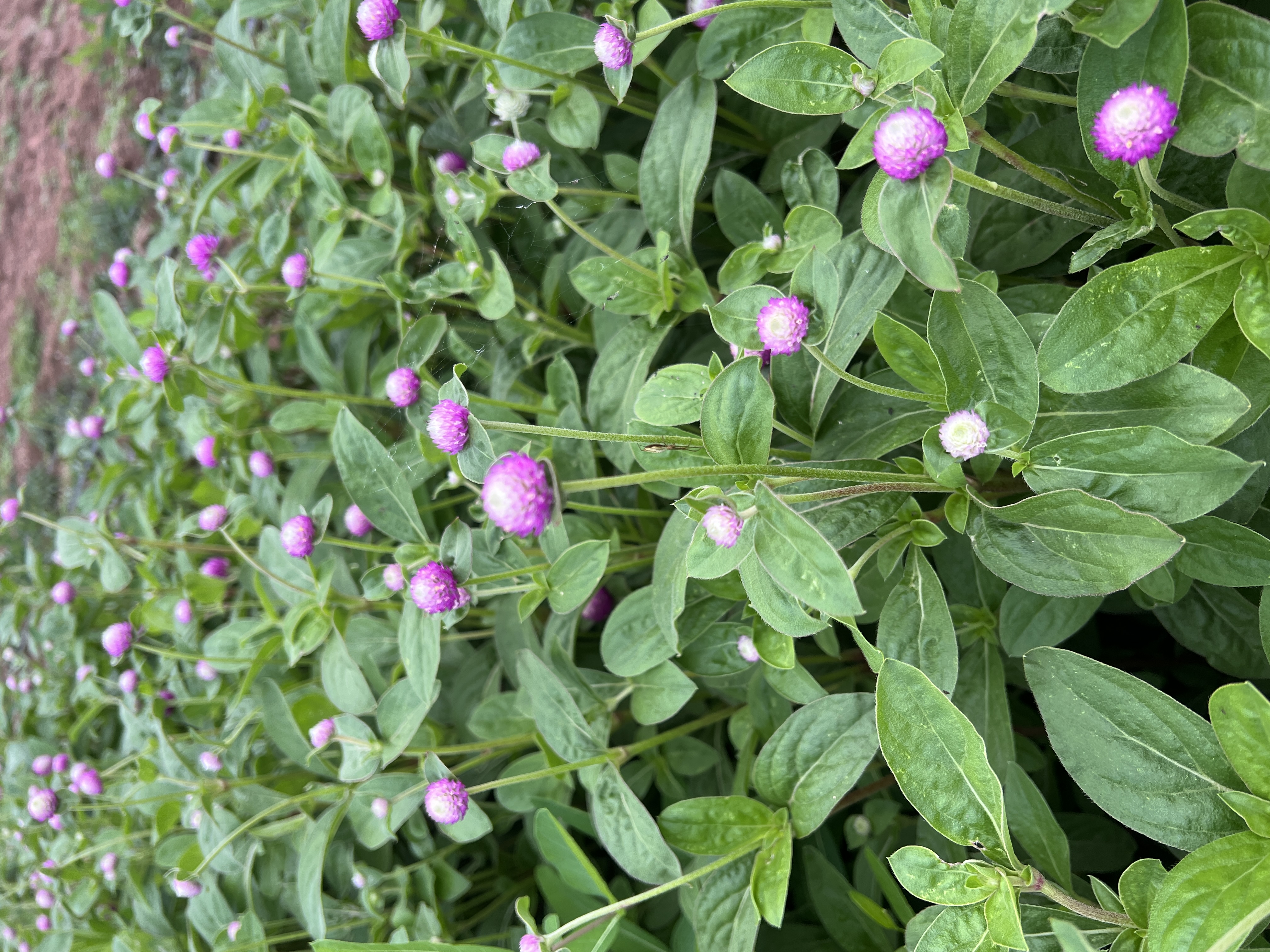 GOMPHRENA globosa Bicolor